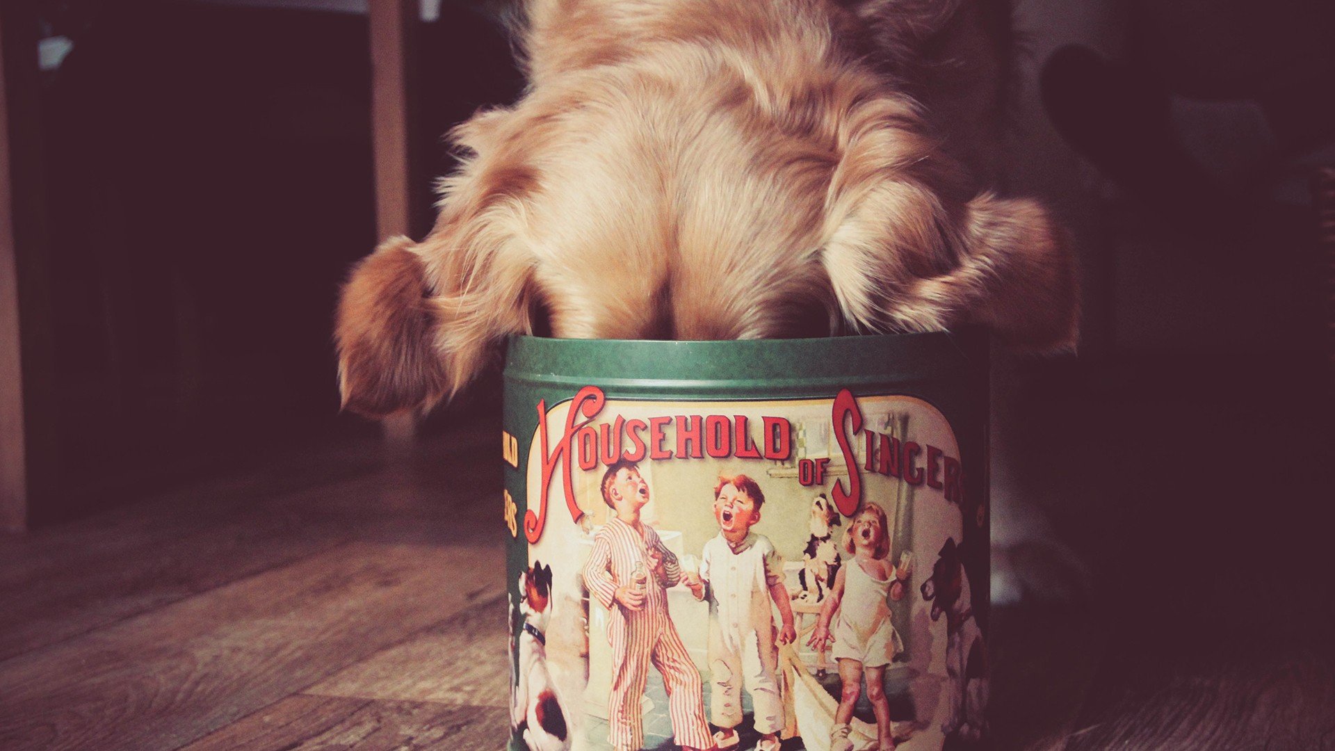 萌宠 动物 萌 可爱 宠物 古灵精怪 卖萌图 狗  汪星人