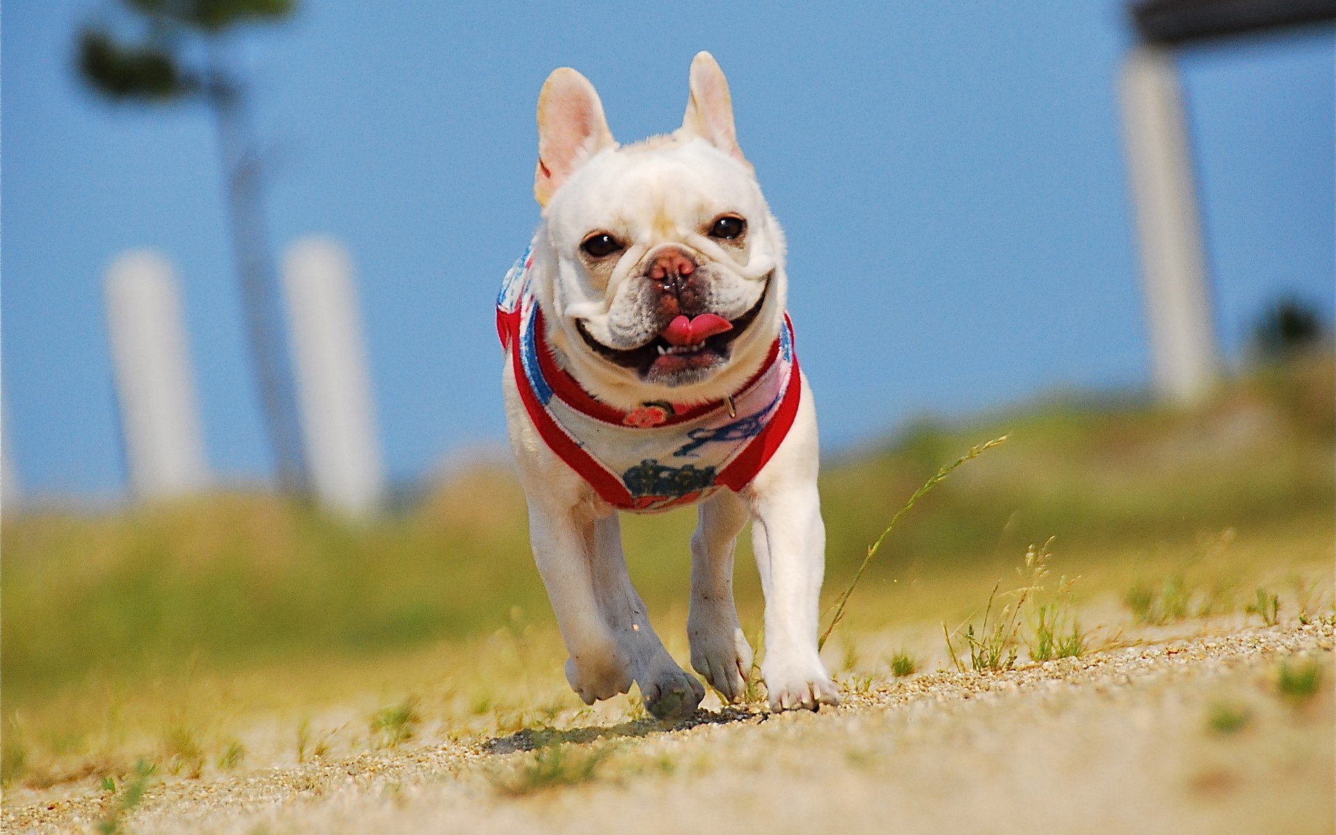 萌宠 动物 萌 可爱 宠物 古灵精怪 卖萌图 狗  汪星人