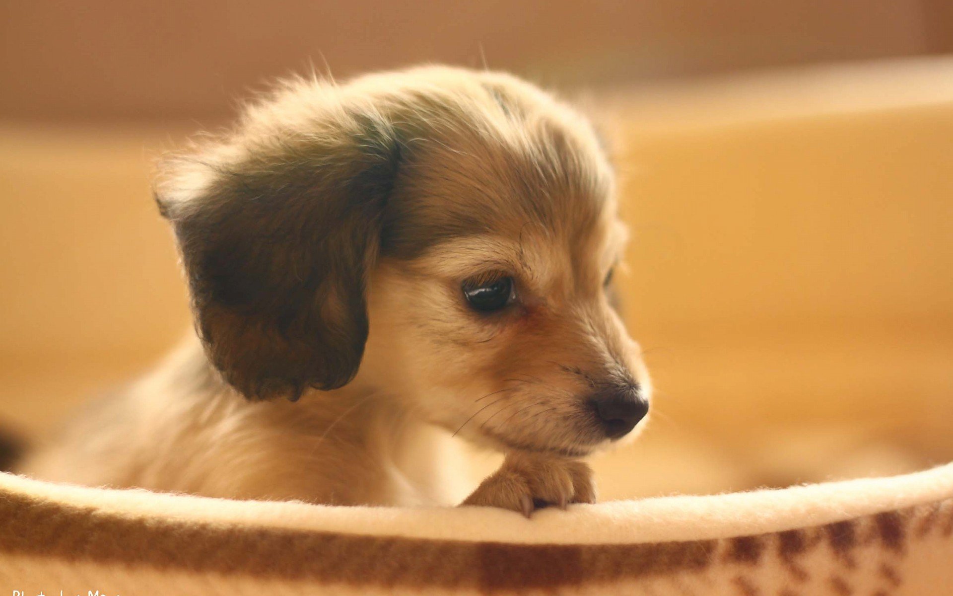 萌宠 动物 萌 可爱 宠物 古灵精怪 卖萌图 狗  汪星人