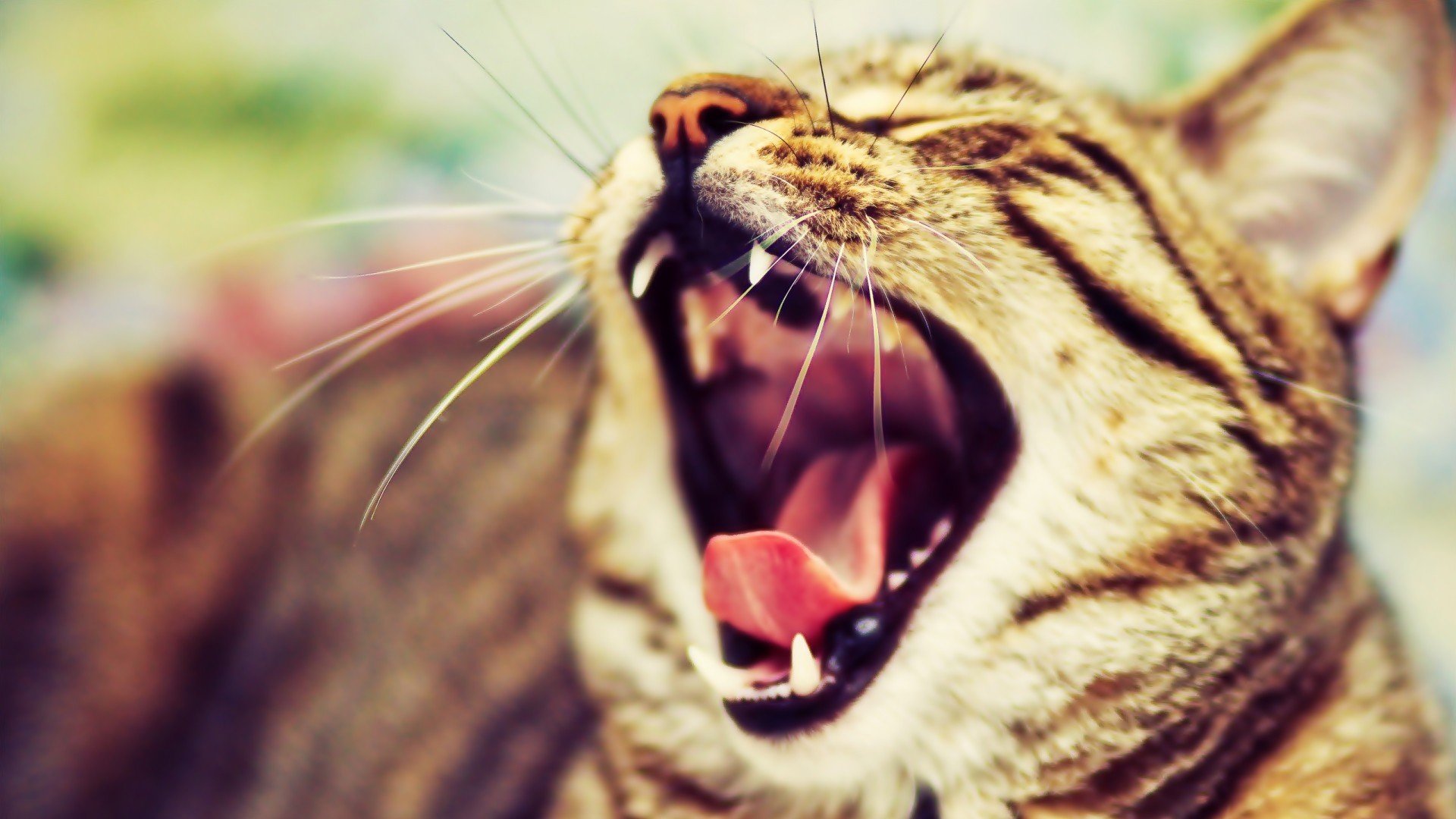 萌宠 动物 萌 可爱 宠物 古灵精怪 卖萌图 猫  喵星人