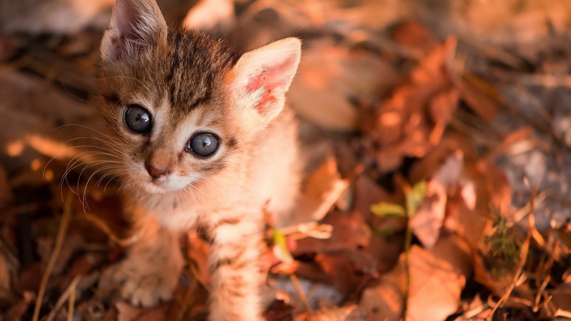 萌宠 动物 萌 可爱 宠物 古灵精怪 卖萌图 猫  喵星人
