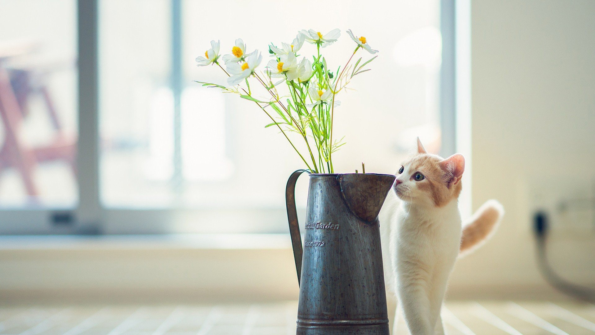 萌宠 动物 萌 可爱 宠物 古灵精怪 卖萌图 猫  喵星人