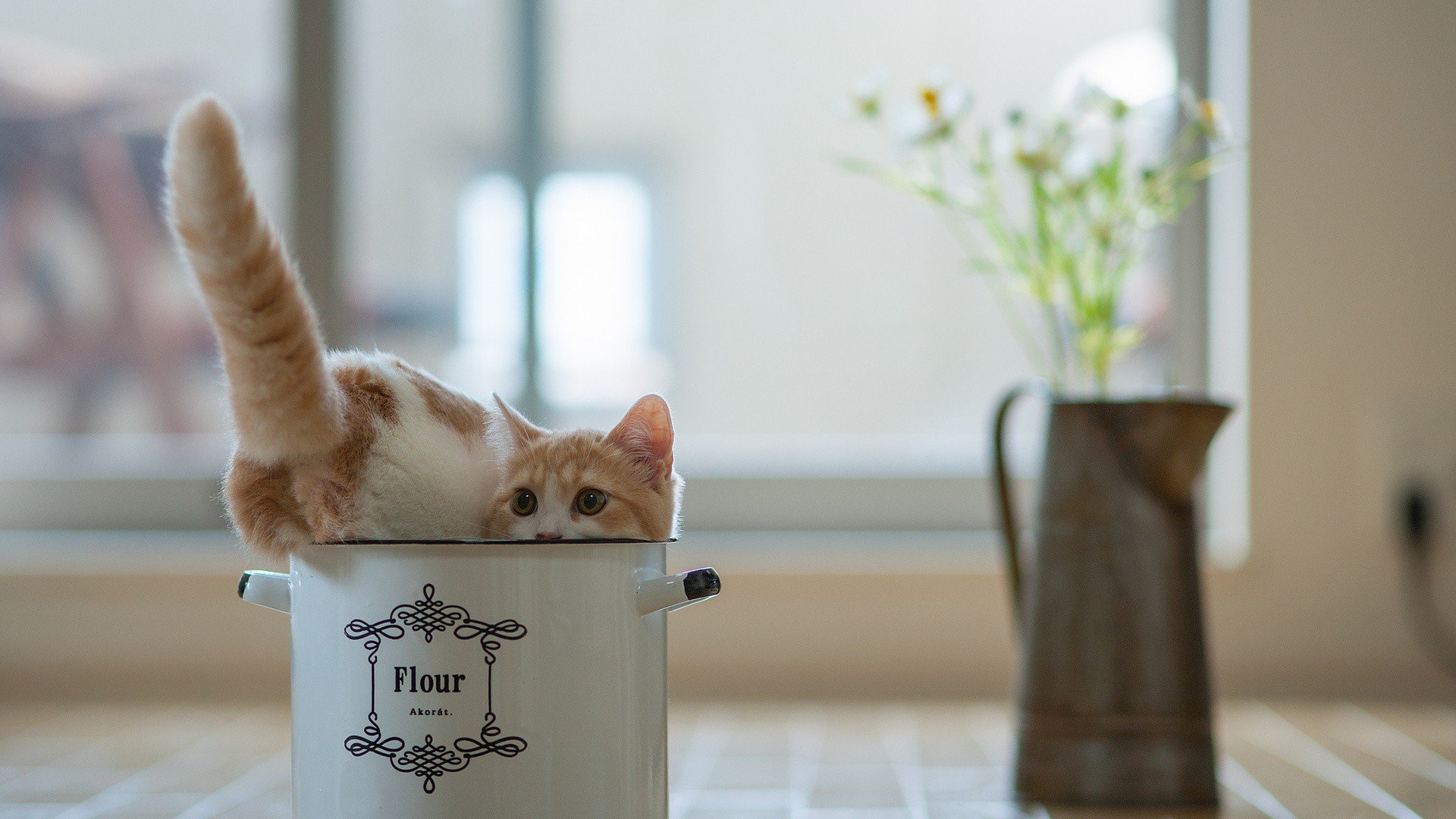 萌宠 动物 萌 可爱 宠物 古灵精怪 卖萌图 猫  喵星人