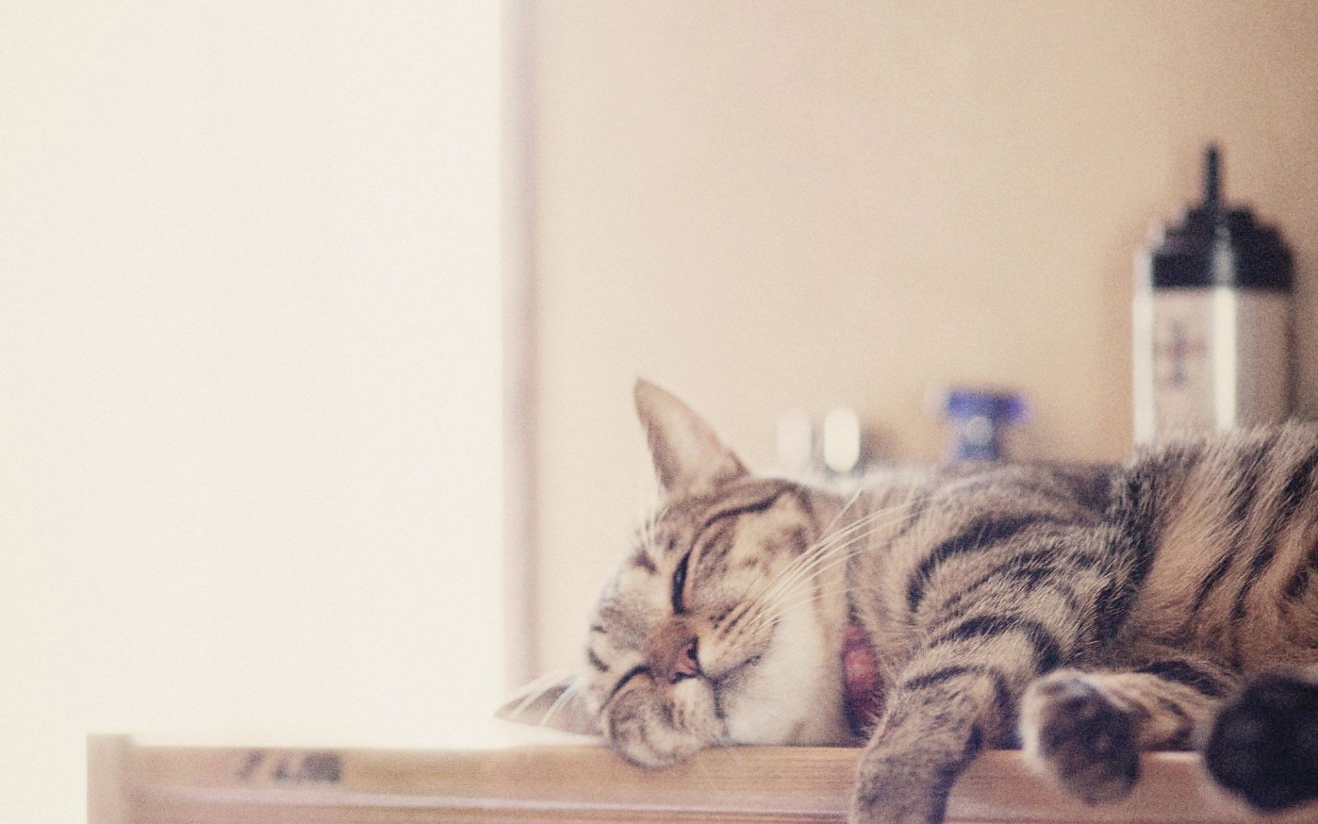 萌宠 动物 萌 可爱 宠物 古灵精怪 卖萌图 猫  喵星人