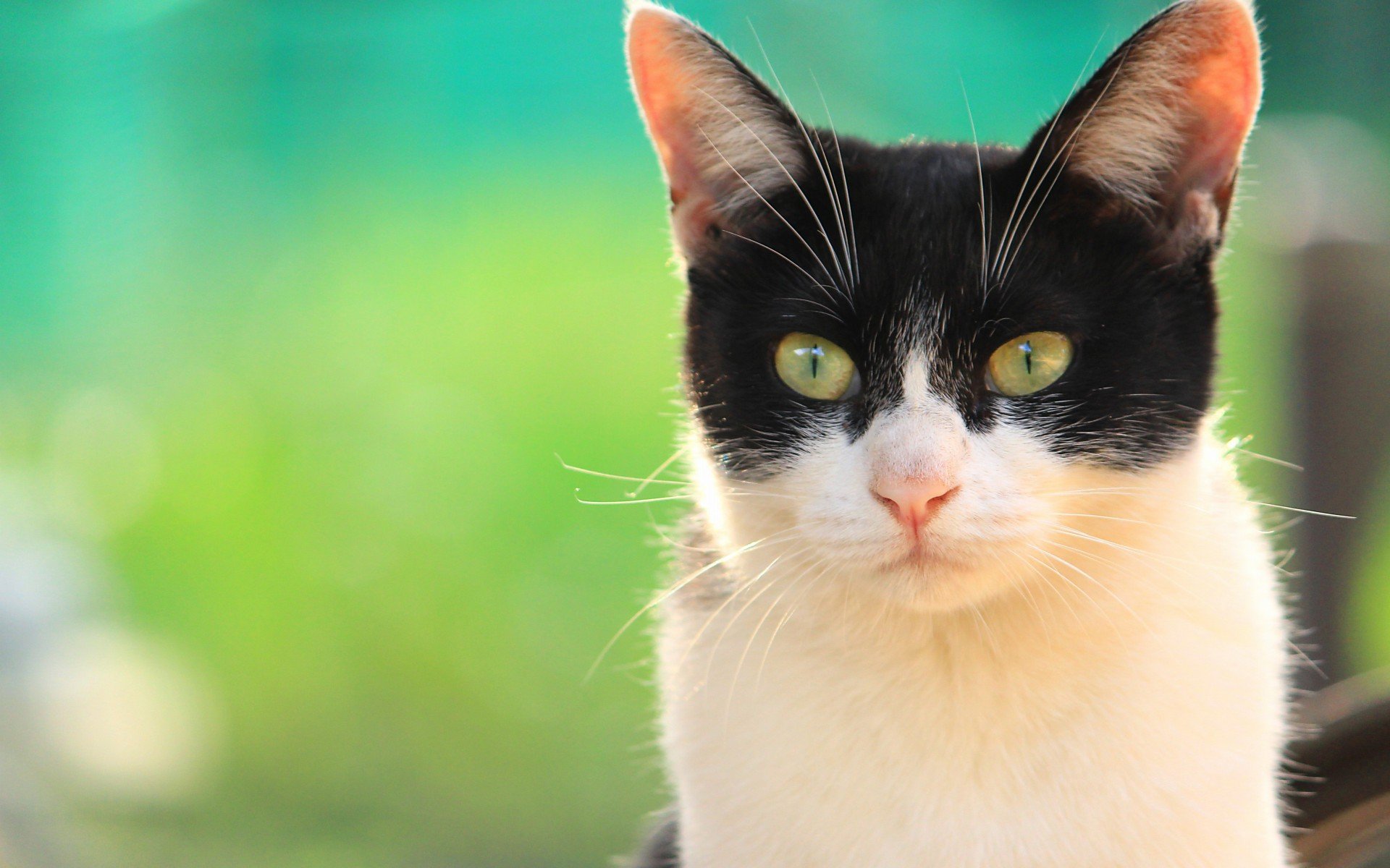 萌宠 动物 萌 可爱 宠物 古灵精怪 卖萌图 猫  喵星人