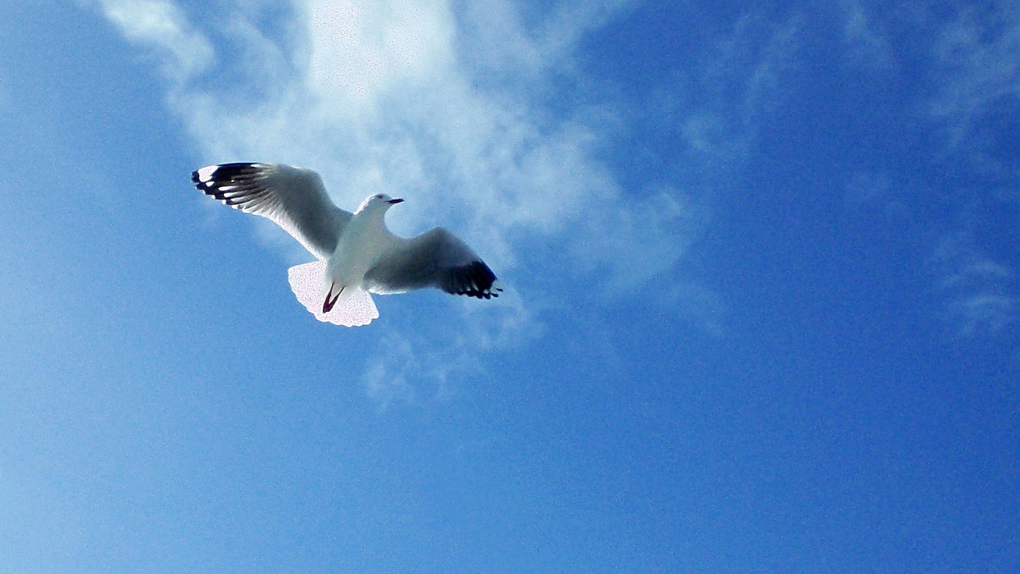 动物 野生动物 大自然 老鹰 飞翔 天空 蓝天白云