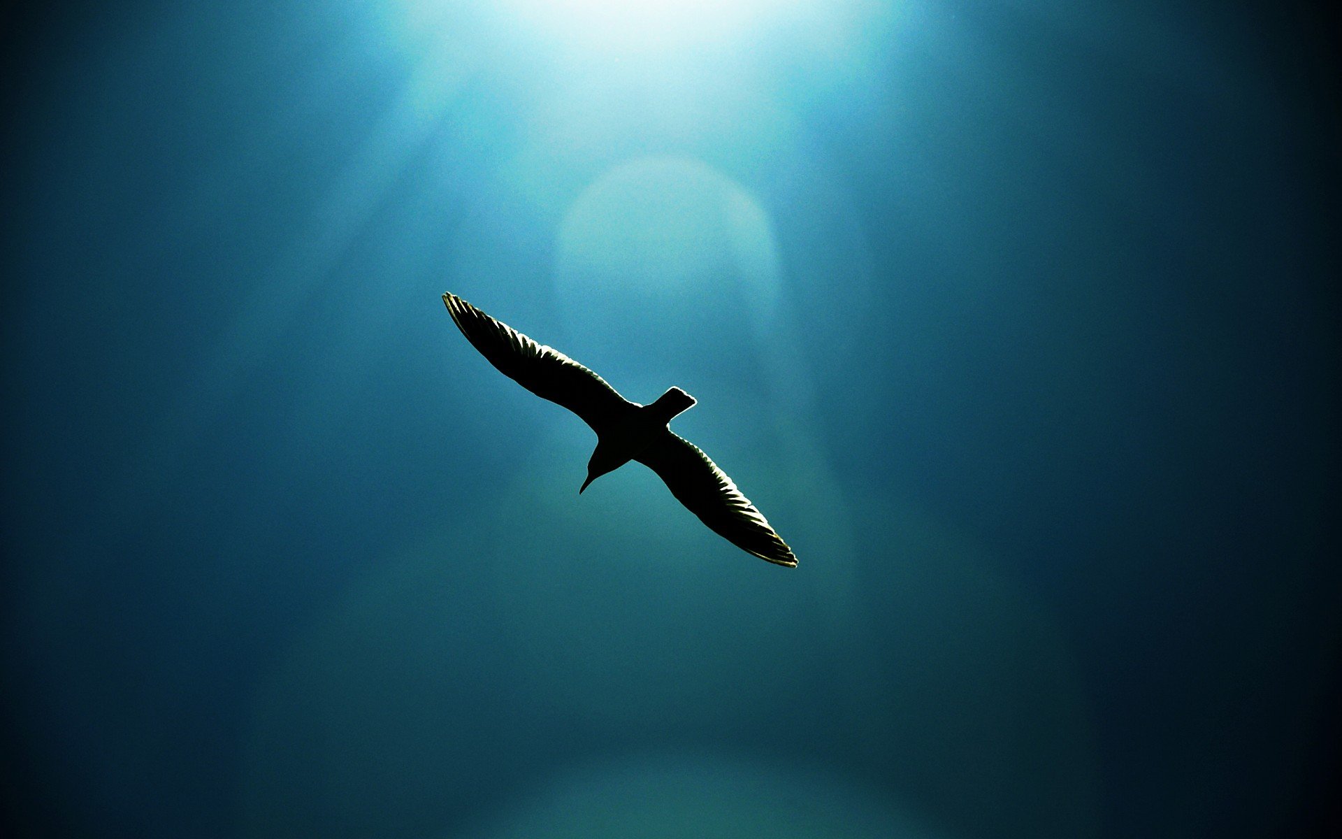 动物 野生动物 大自然 老鹰 飞翔 天空 蓝天白云