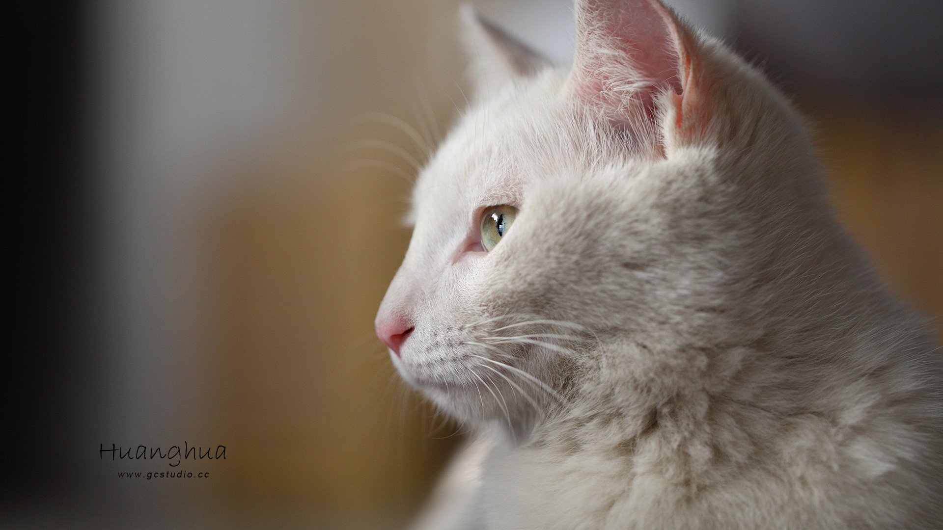 摄影 黄华 猫咪 喵星人