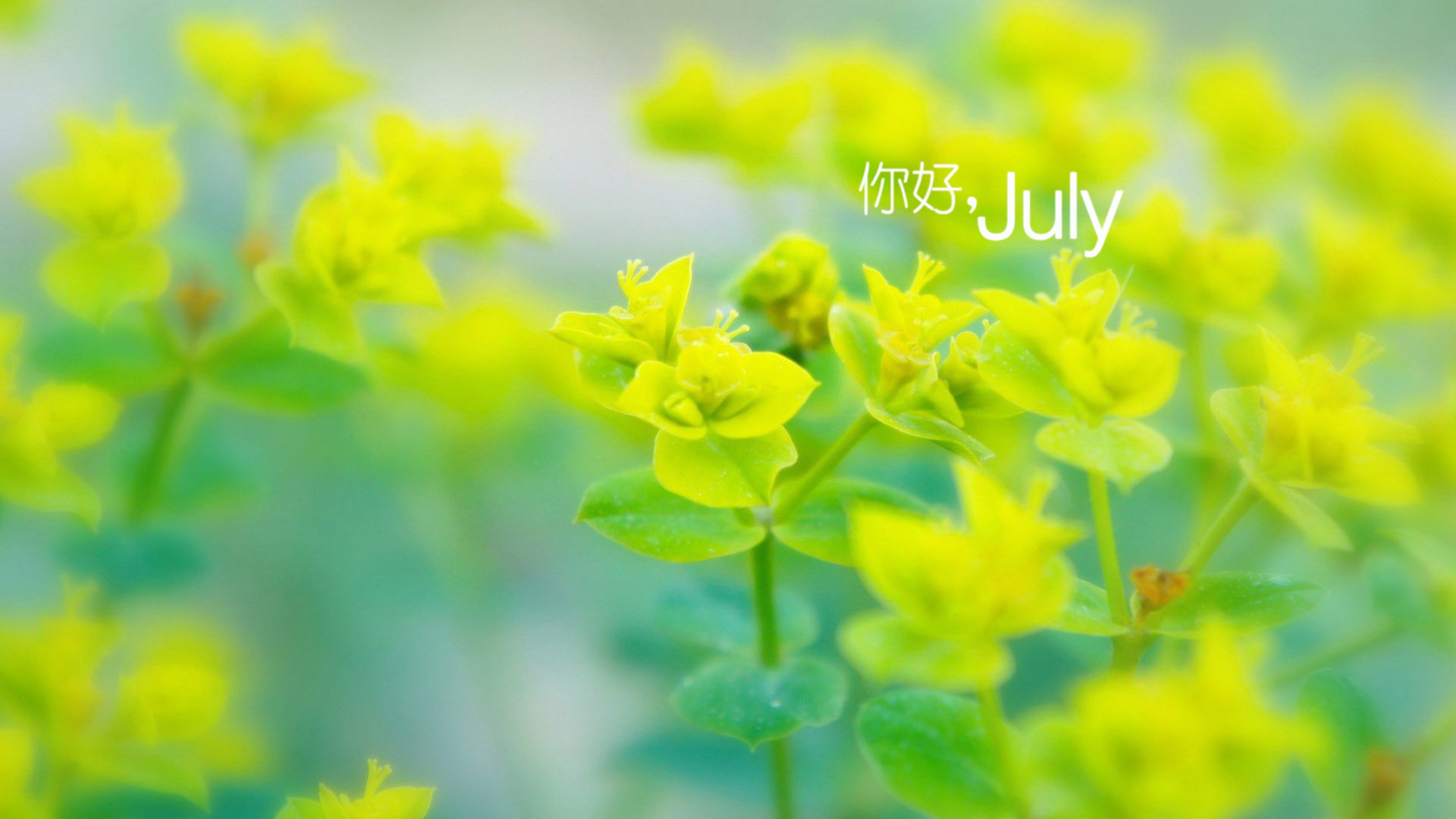 小清新 温暖 安静 七月 你好