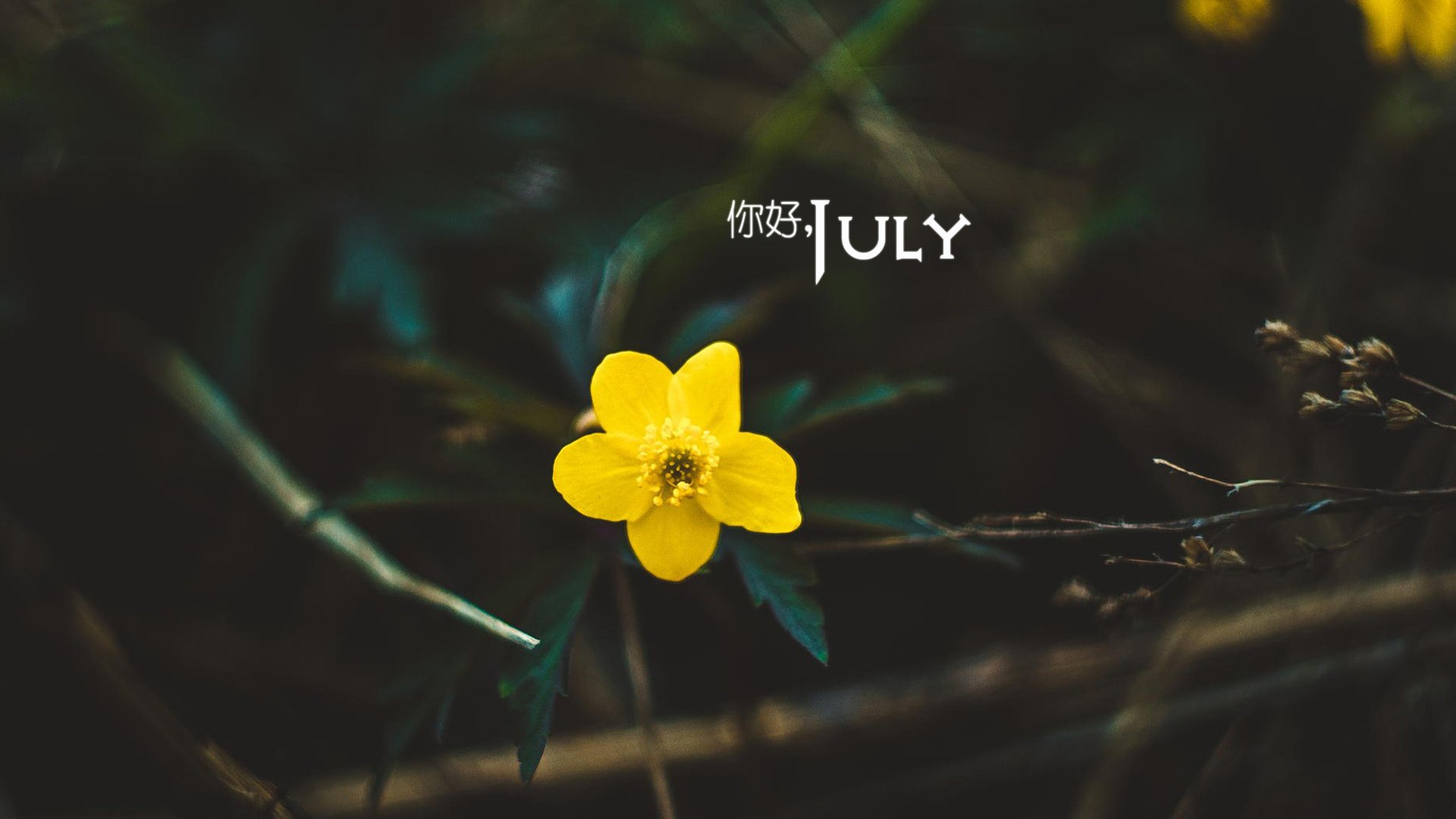 小清新 温暖 安静 七月 你好