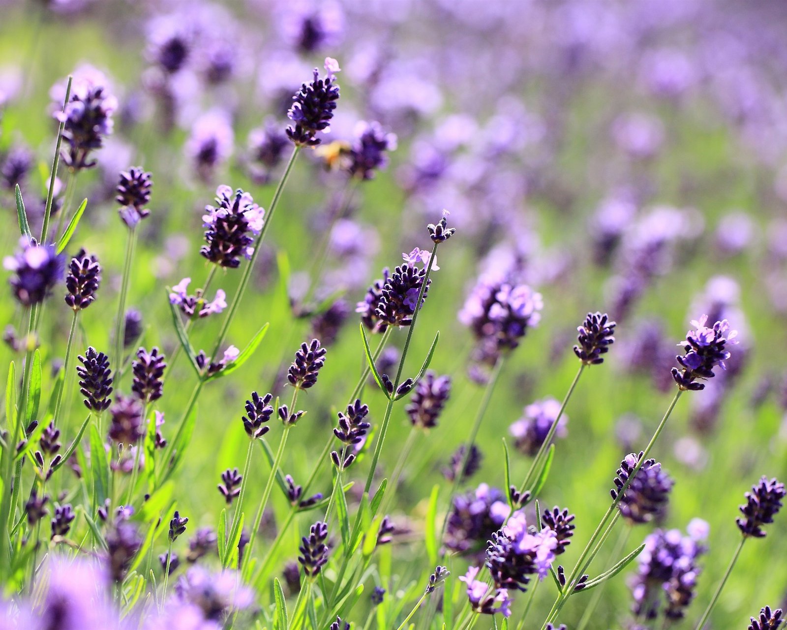 小清新 唯美 薰衣草 风景 植物 等待爱情 紫色