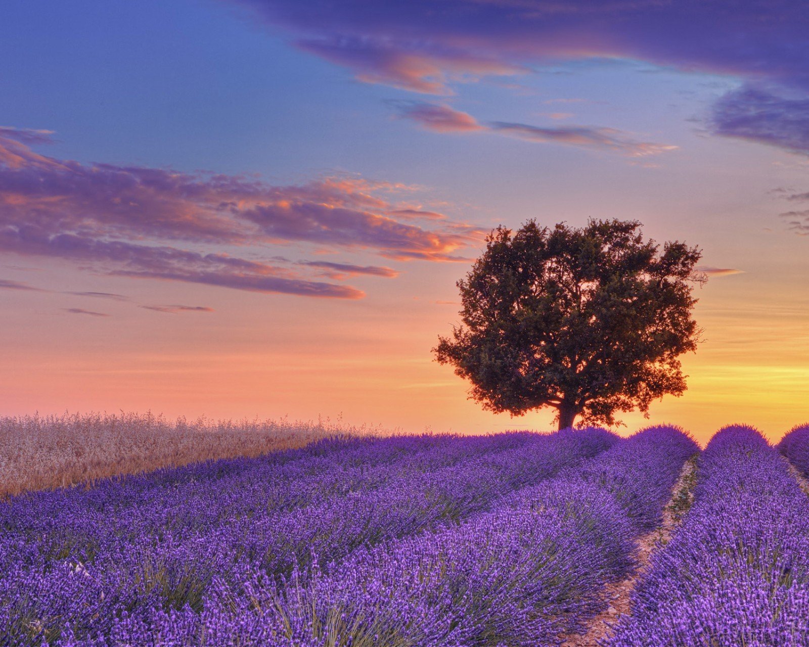 小清新 唯美 薰衣草 风景 植物 等待爱情 紫色