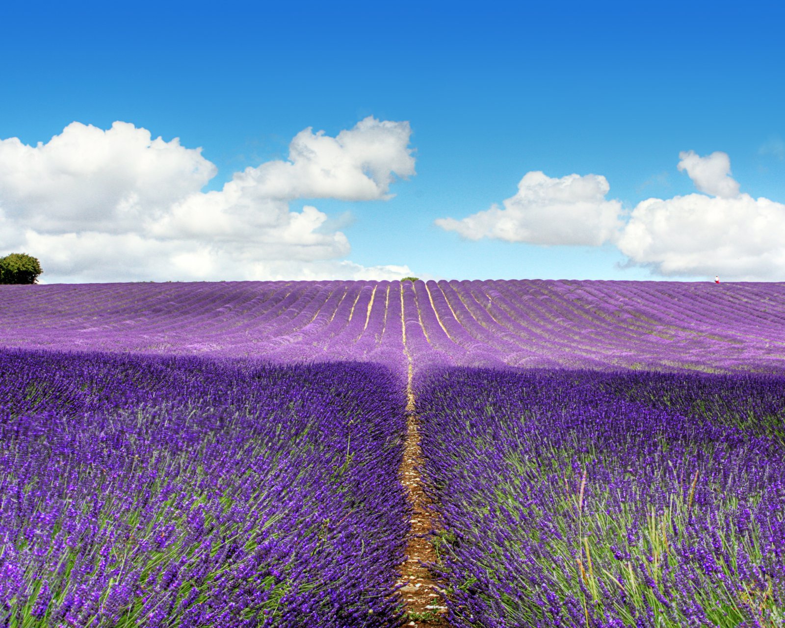 小清新 唯美 薰衣草 风景 植物 等待爱情 紫色