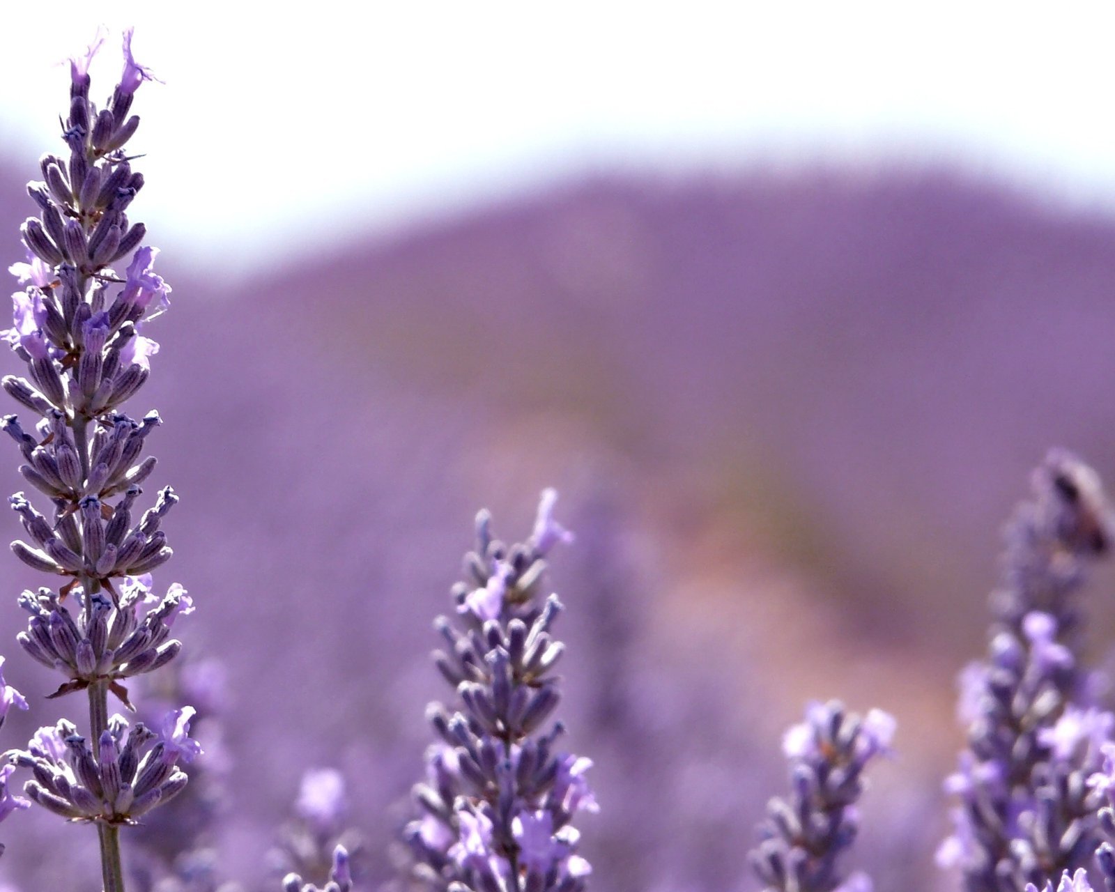 小清新 唯美 薰衣草 风景 植物 等待爱情 紫色