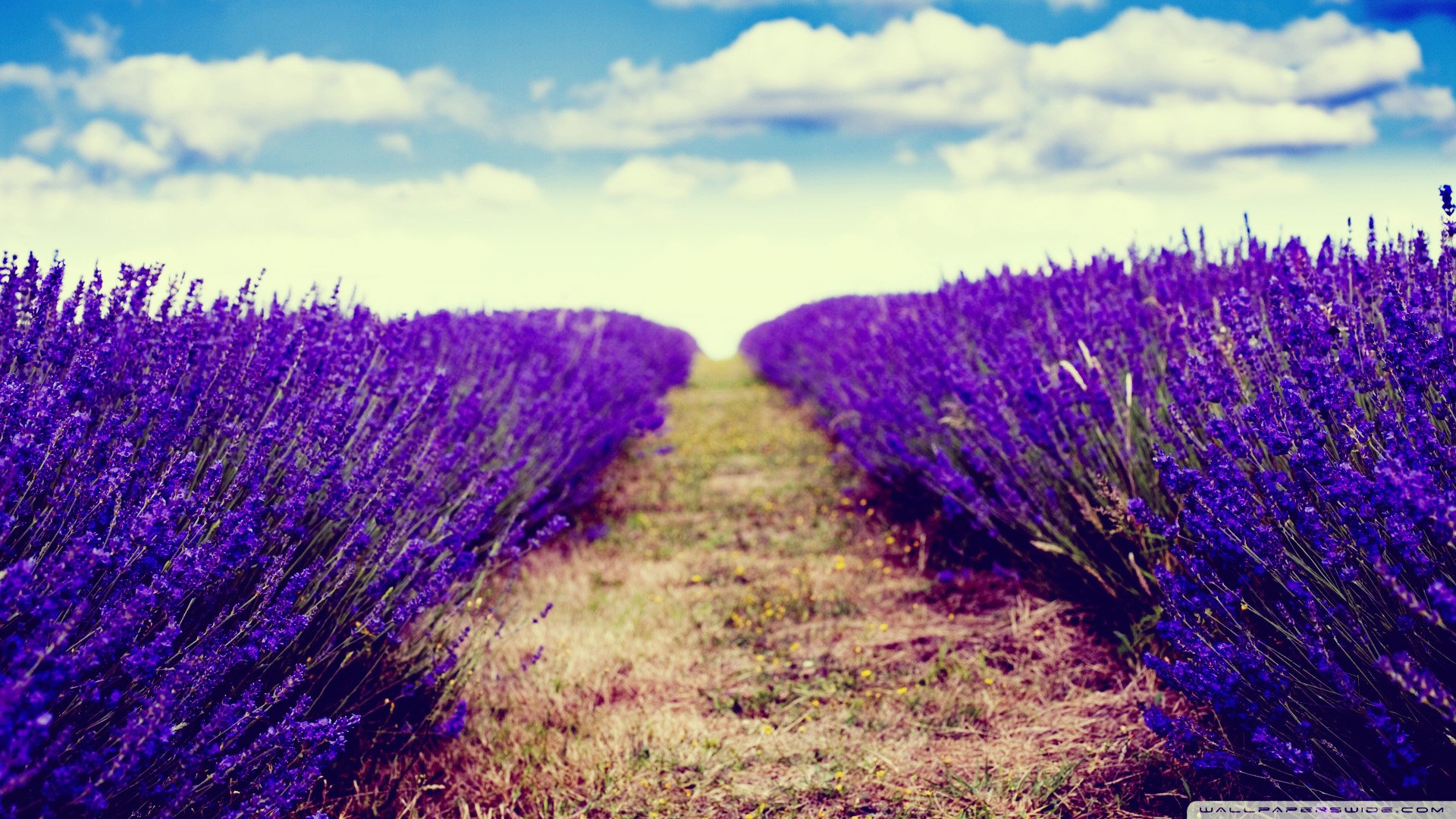 小清新 唯美 薰衣草 风景 植物 等待爱情 紫色