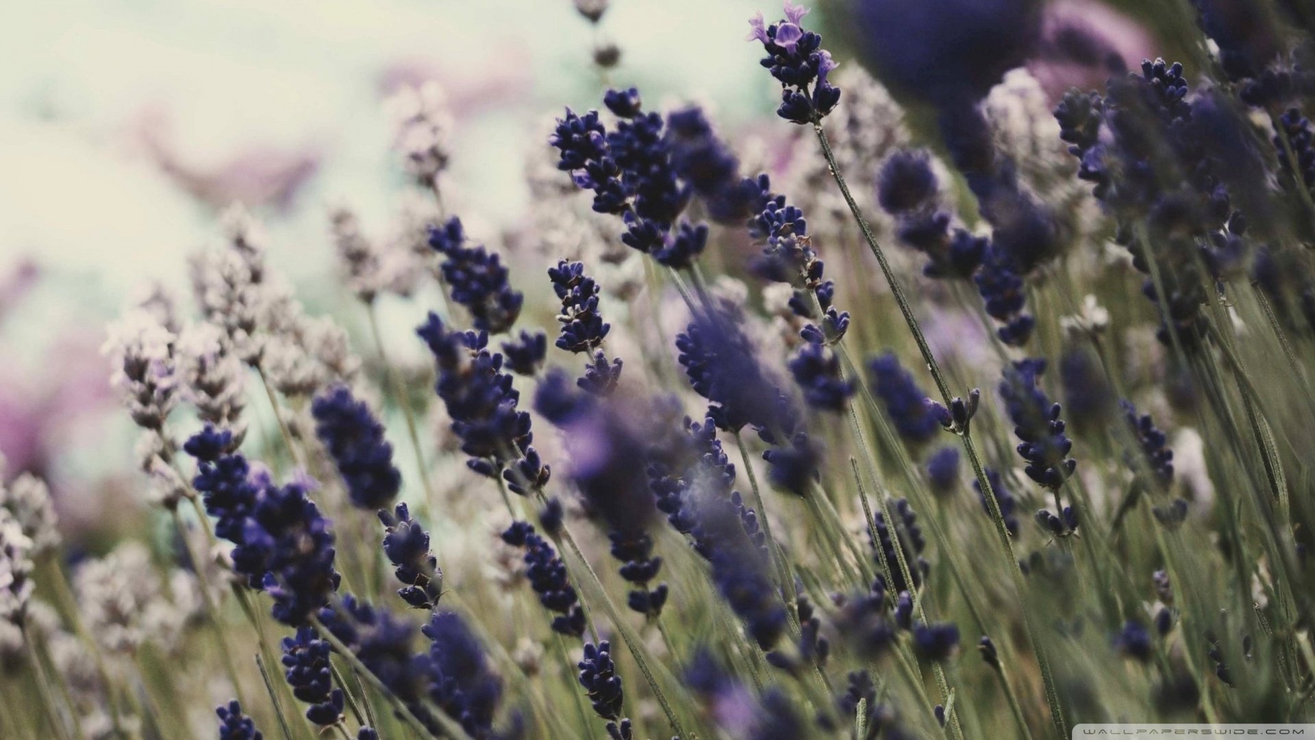 小清新 唯美 薰衣草 风景 植物 等待爱情 紫色