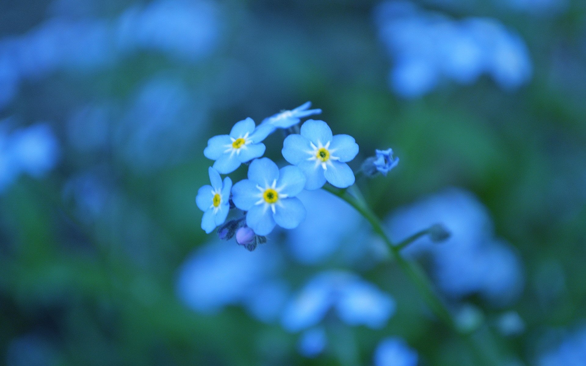 小清新 唯美 小花 勿忘我