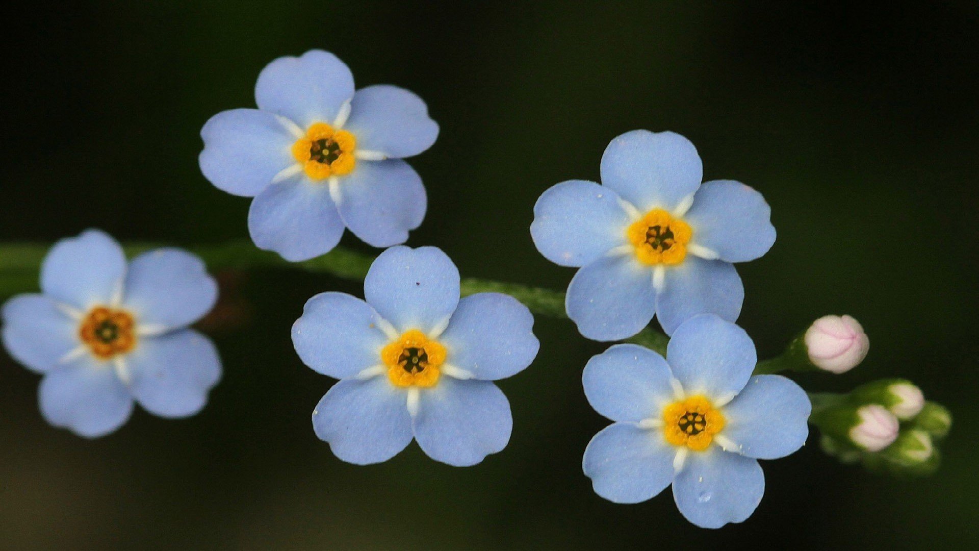 小清新 唯美 小花 勿忘我
