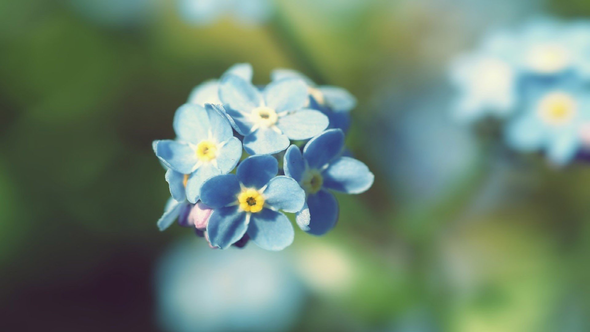 小清新 唯美 小花 勿忘我