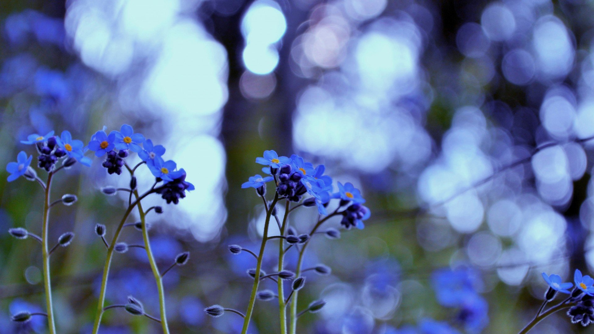 小清新 唯美 小花 勿忘我