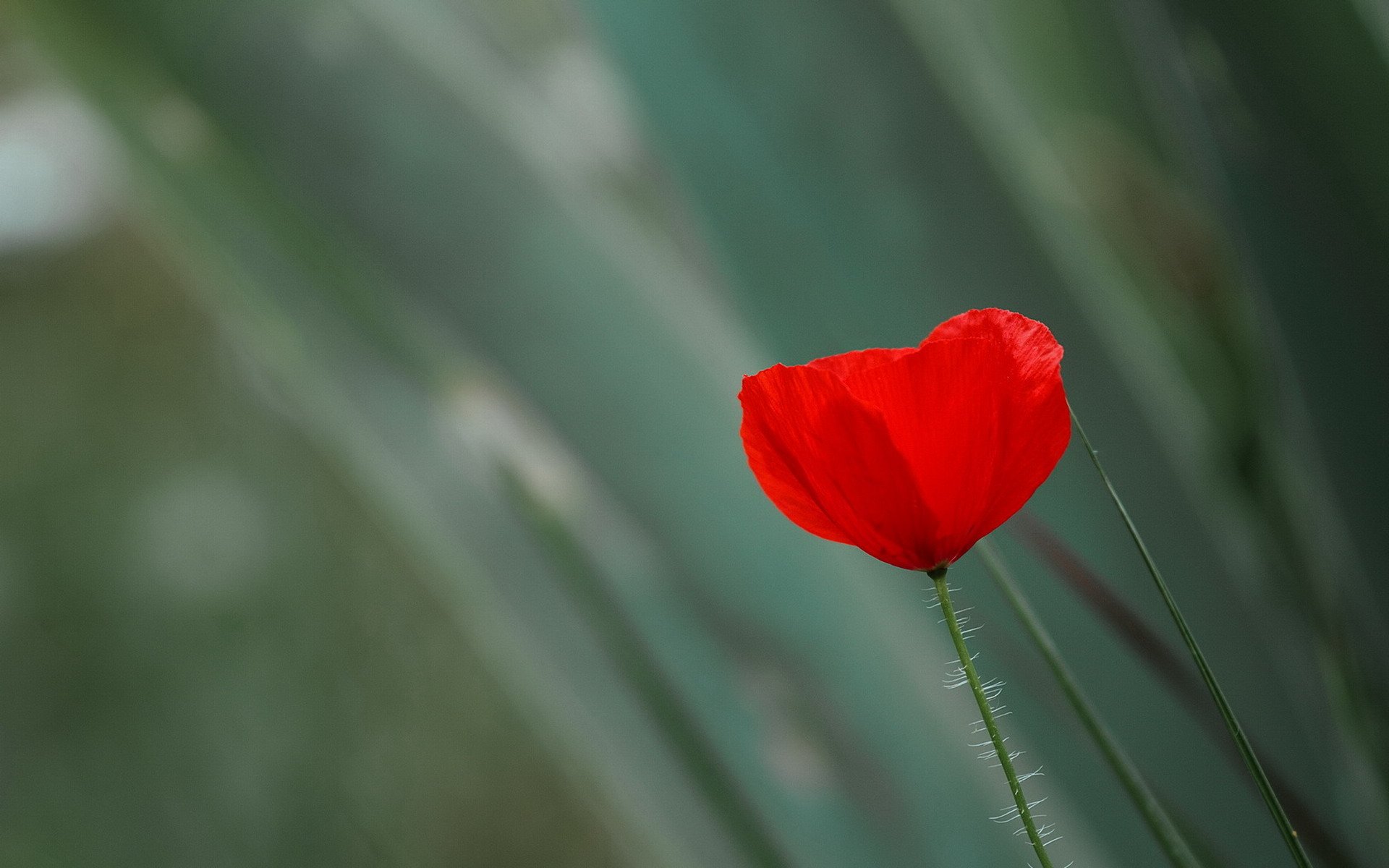 小清新 唯美 虞美人 罂粟