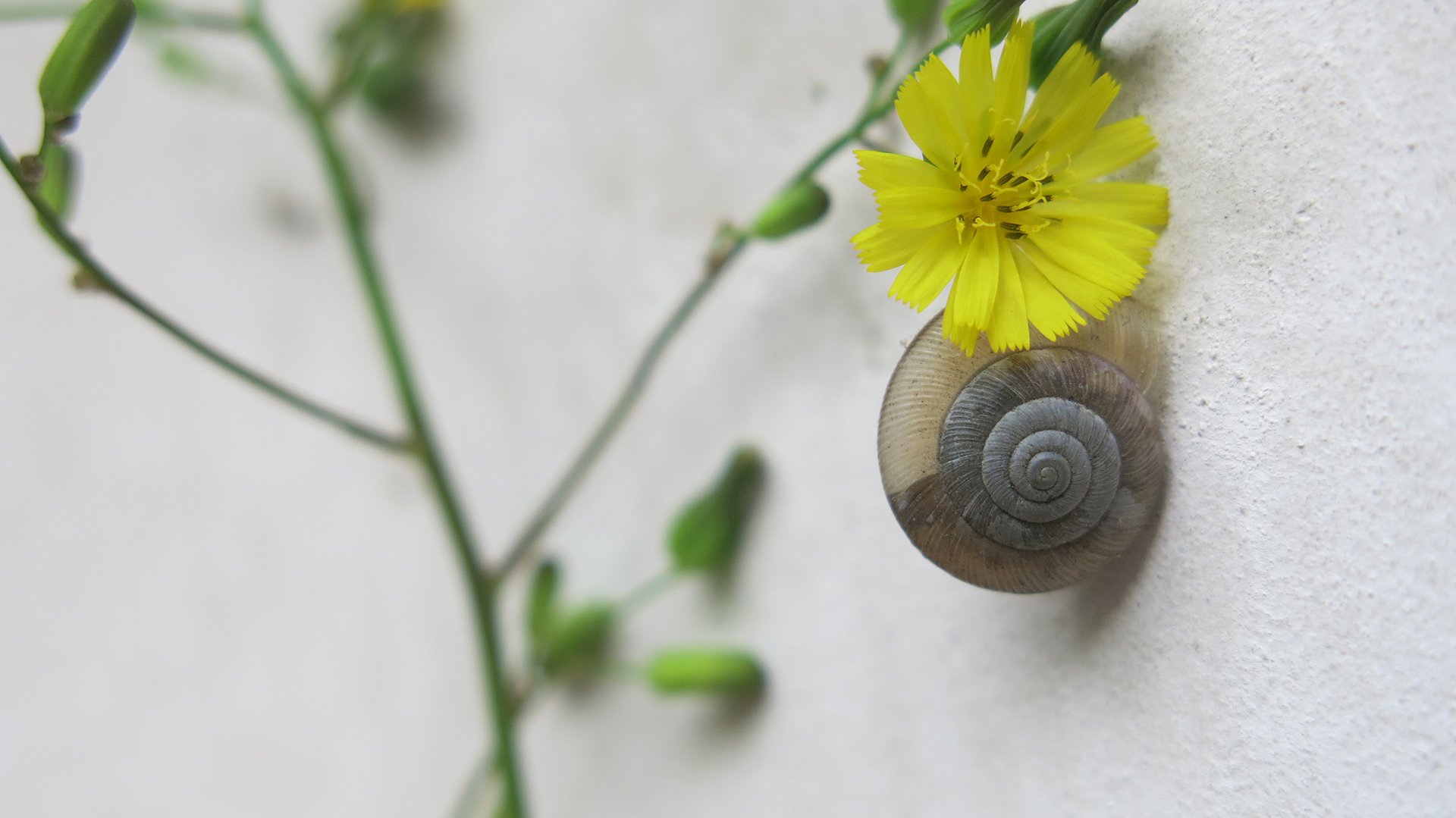小清新 唯美 温馨 安静 蜗牛