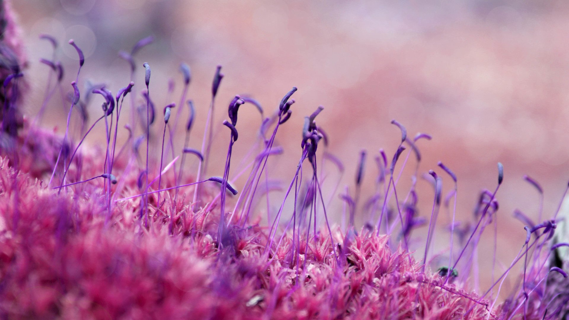 小清新 唯美 温馨 安静