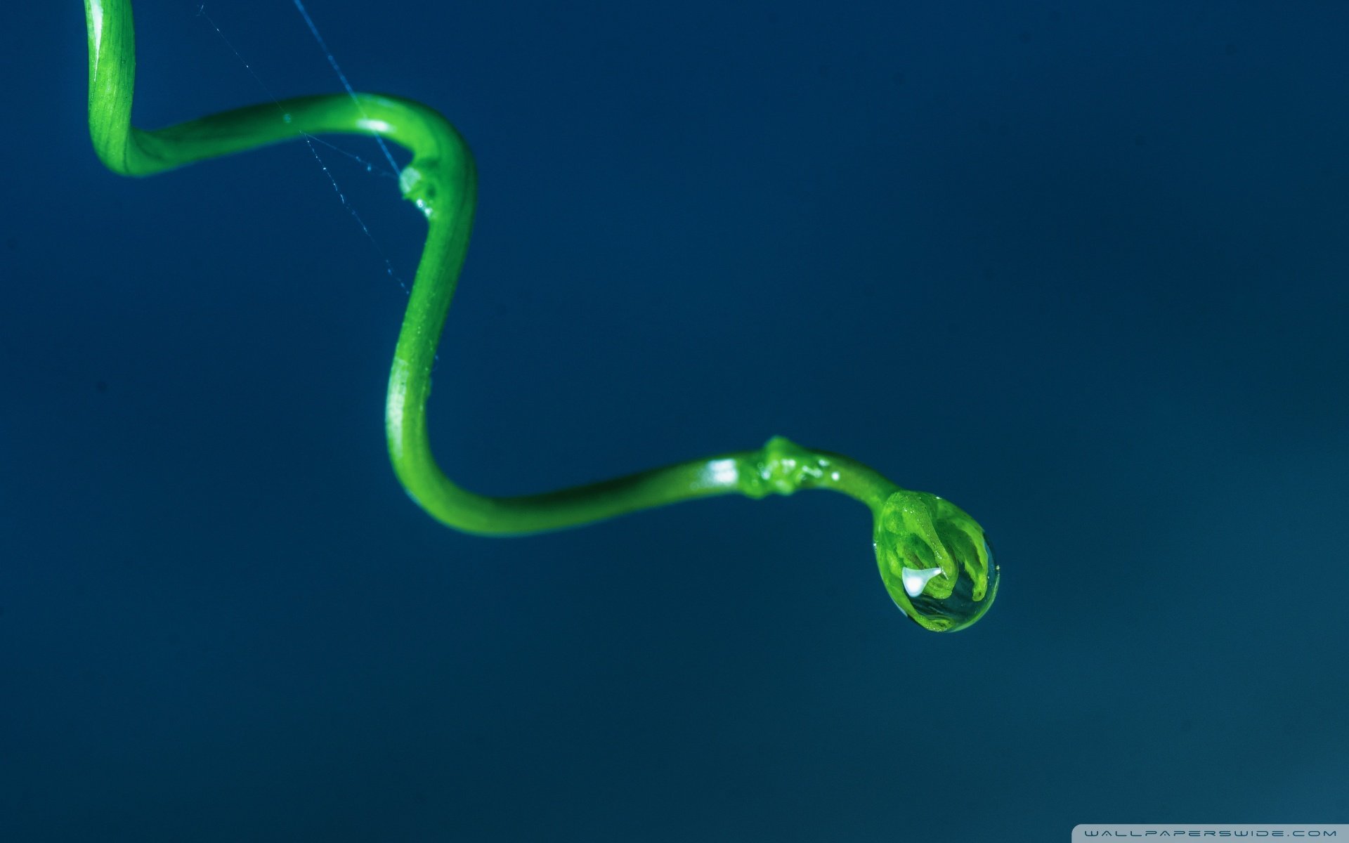 小清新 唯美 温馨 安静 露珠