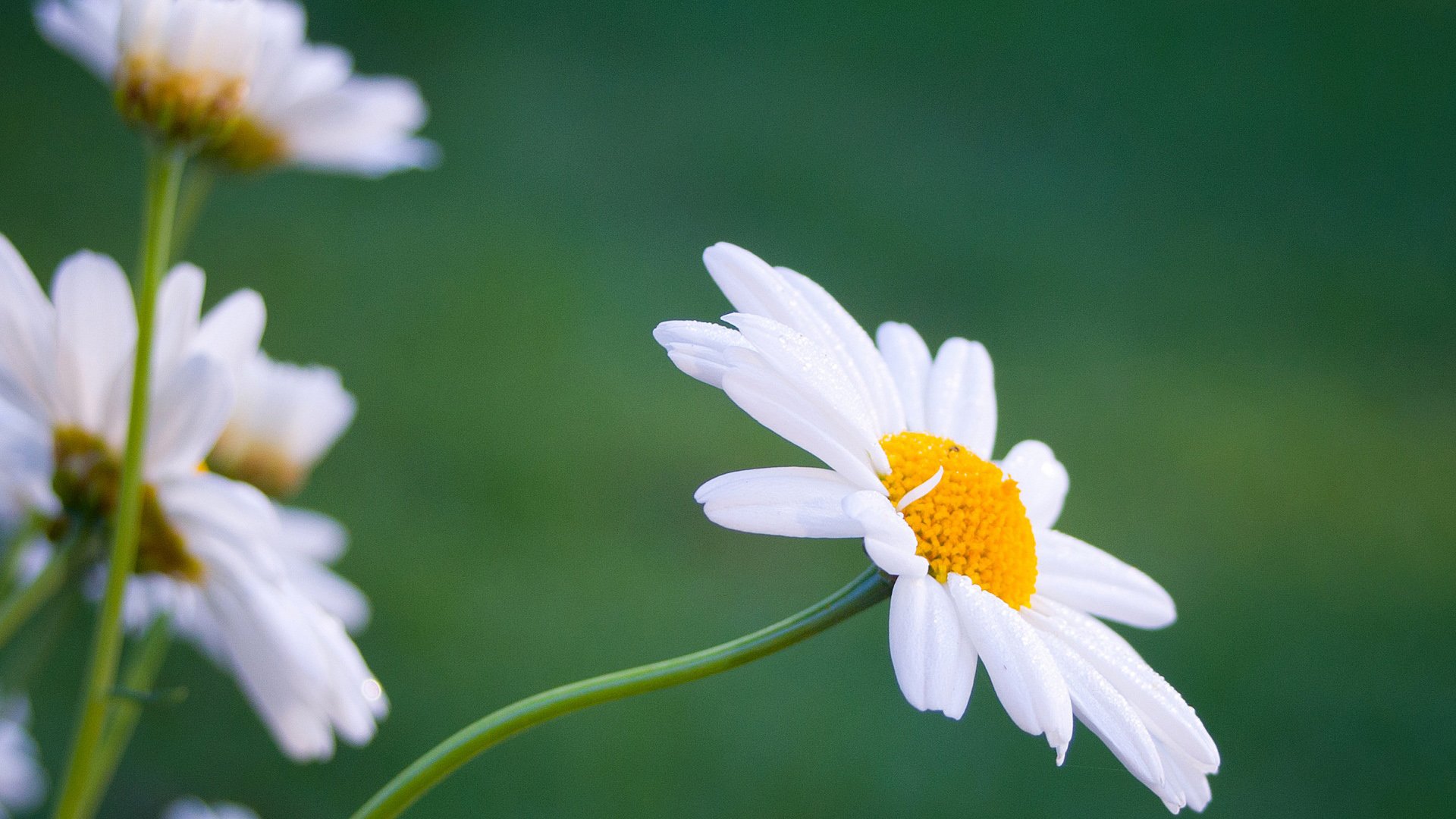 小清新 唯美 温馨 安静 花
