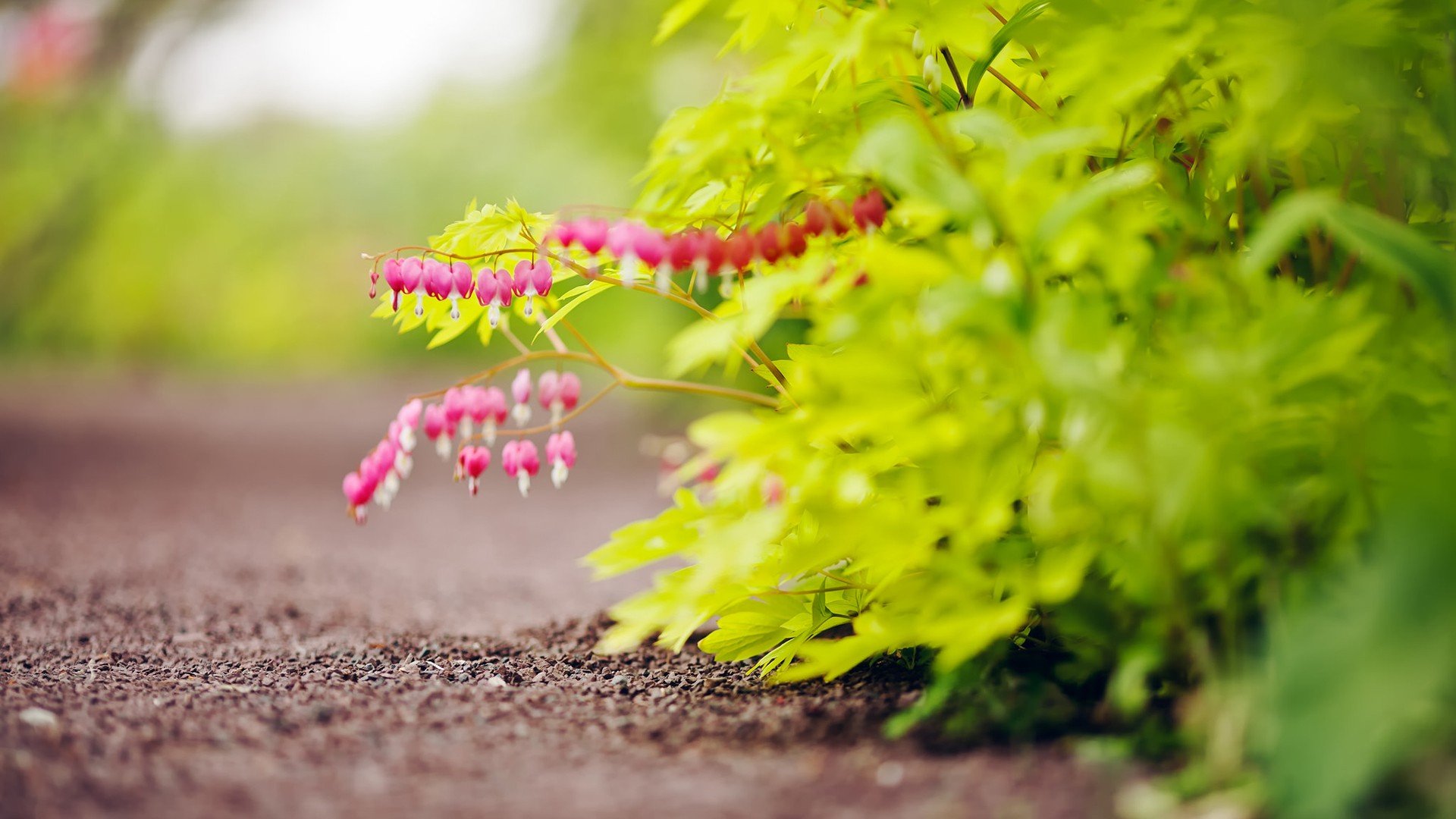小清新 唯美 温馨 安静 绿色养眼 植物