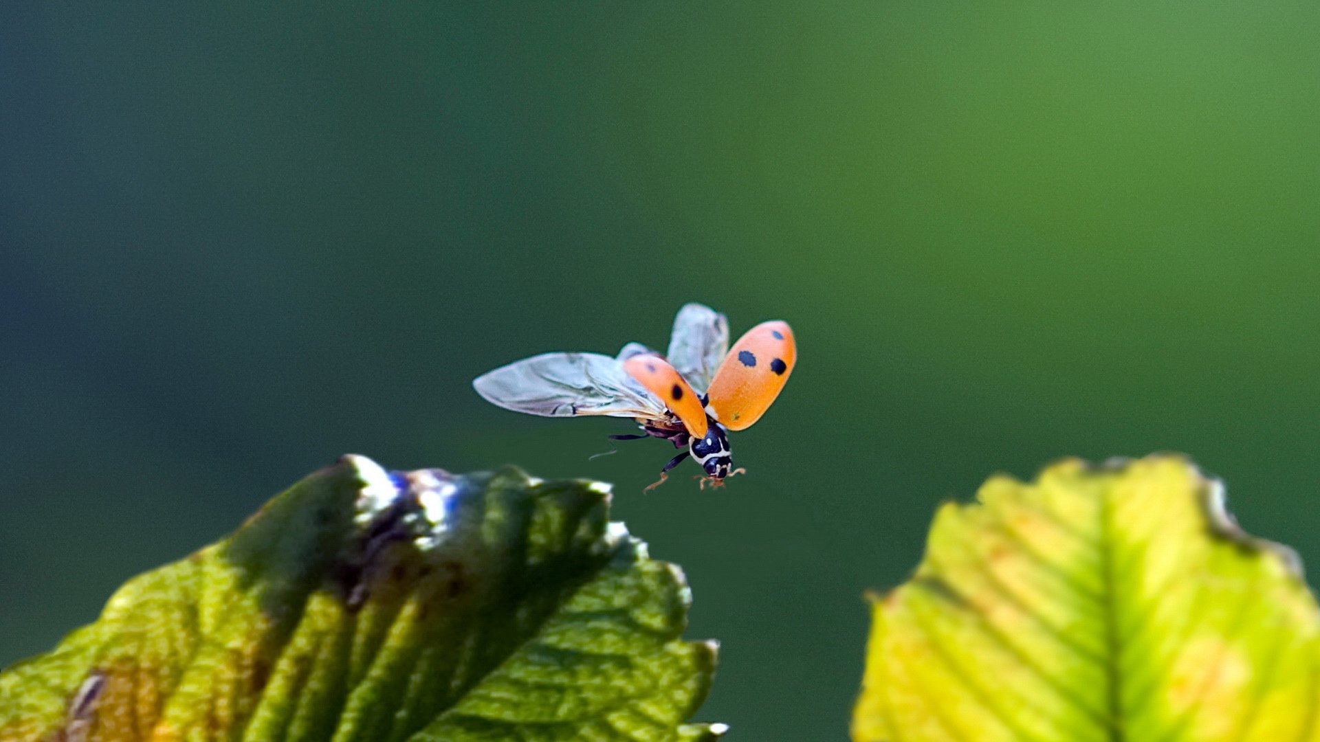 小清新 唯美 温馨 安静 绿色养眼 植物