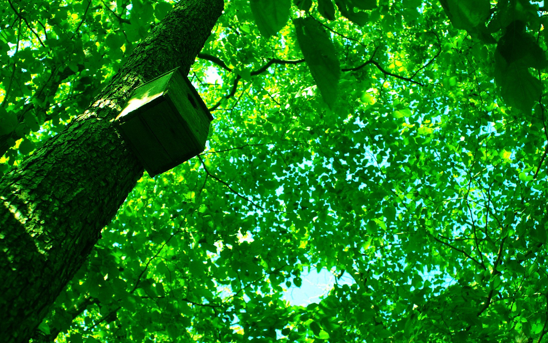小清新 唯美 温馨 安静 绿色养眼 植物