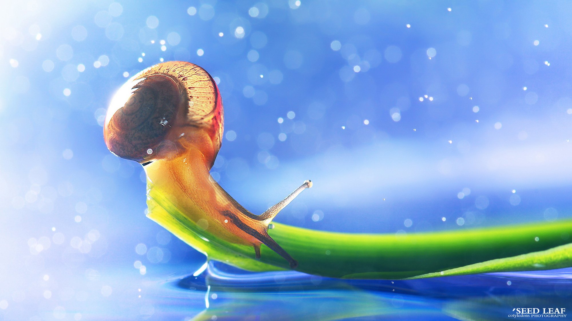 Seed leaf摄影-蜗牛梦幻記 @SeedLeaf