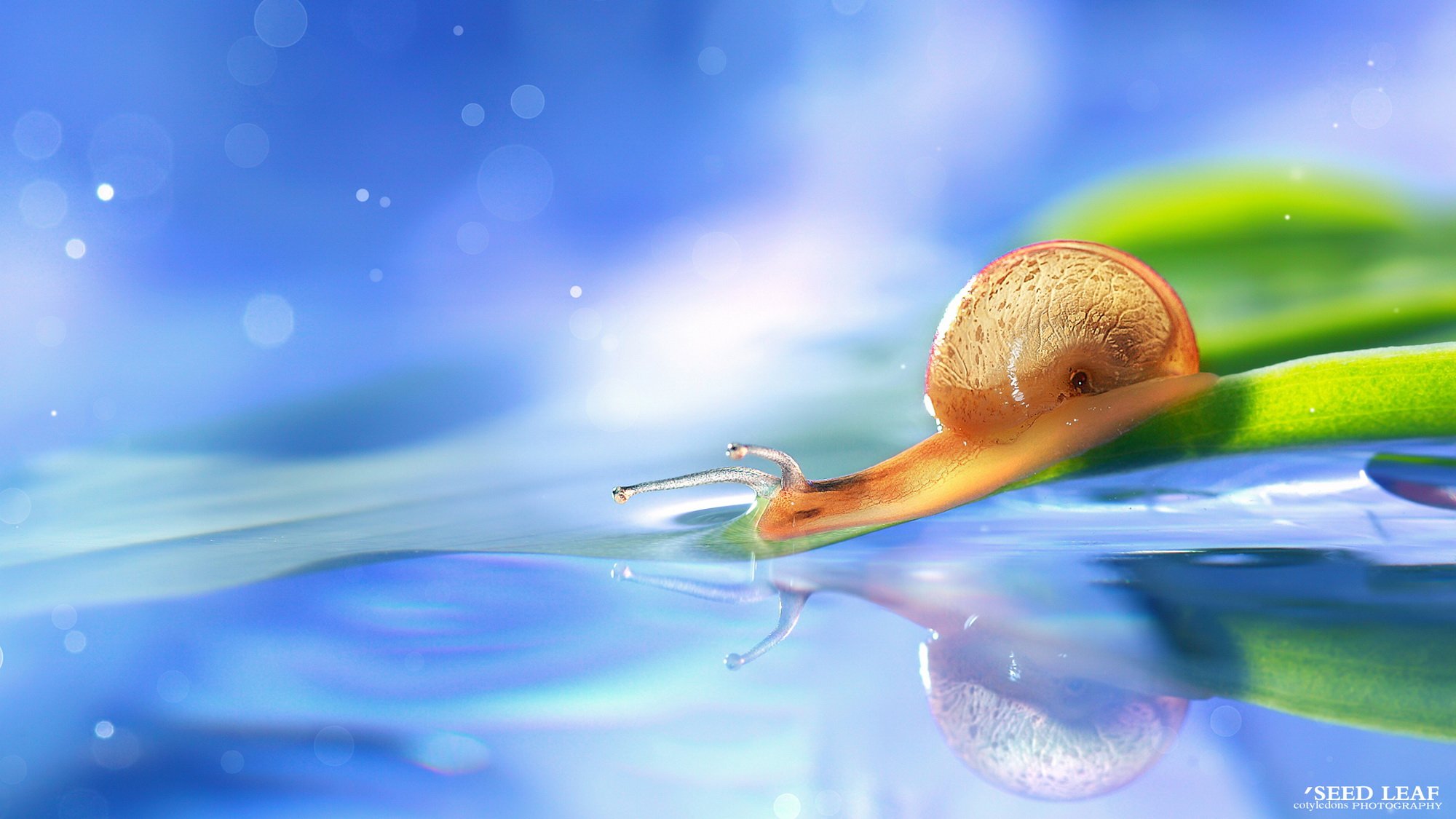 Seed leaf摄影-蜗牛梦幻記 @SeedLeaf