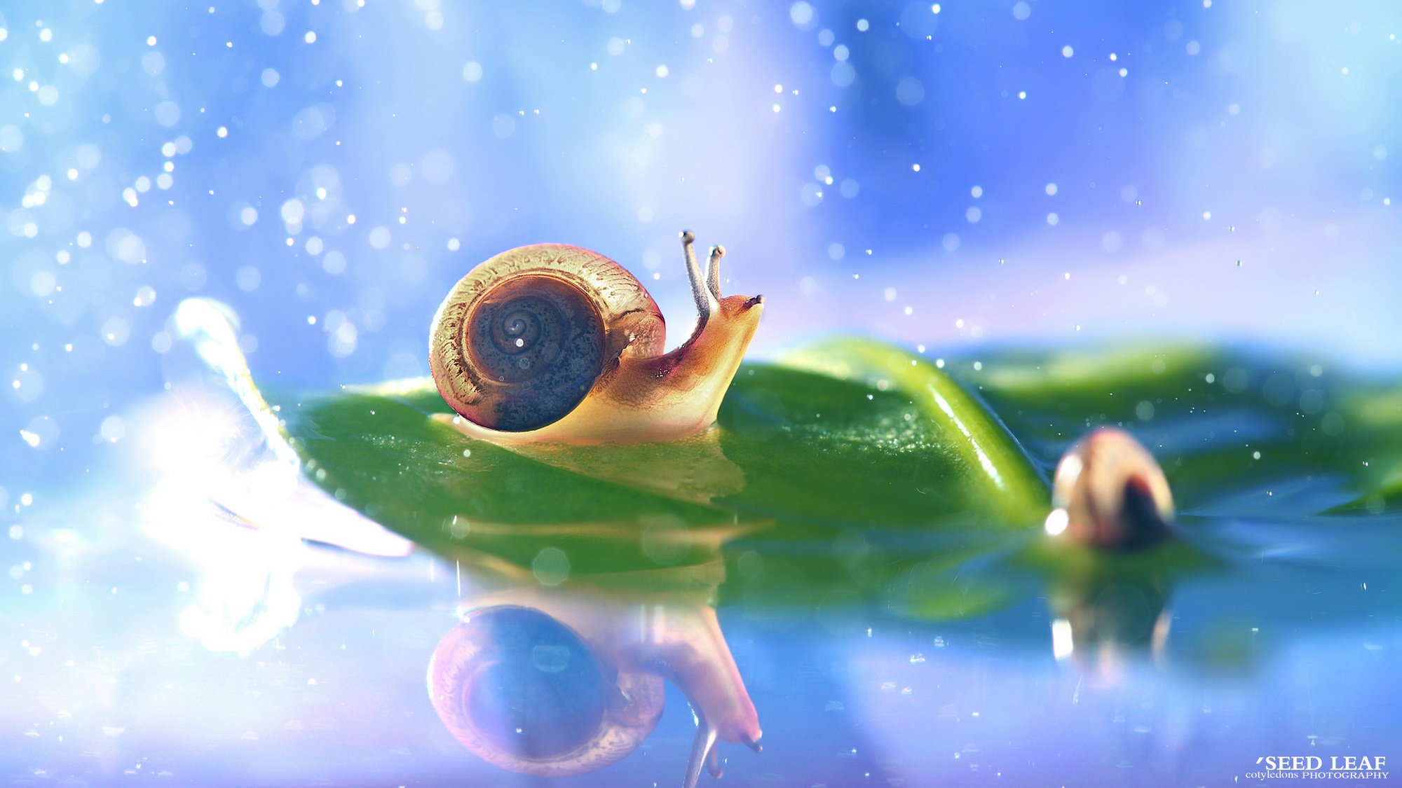 Seed leaf摄影-蜗牛梦幻記 @SeedLeaf