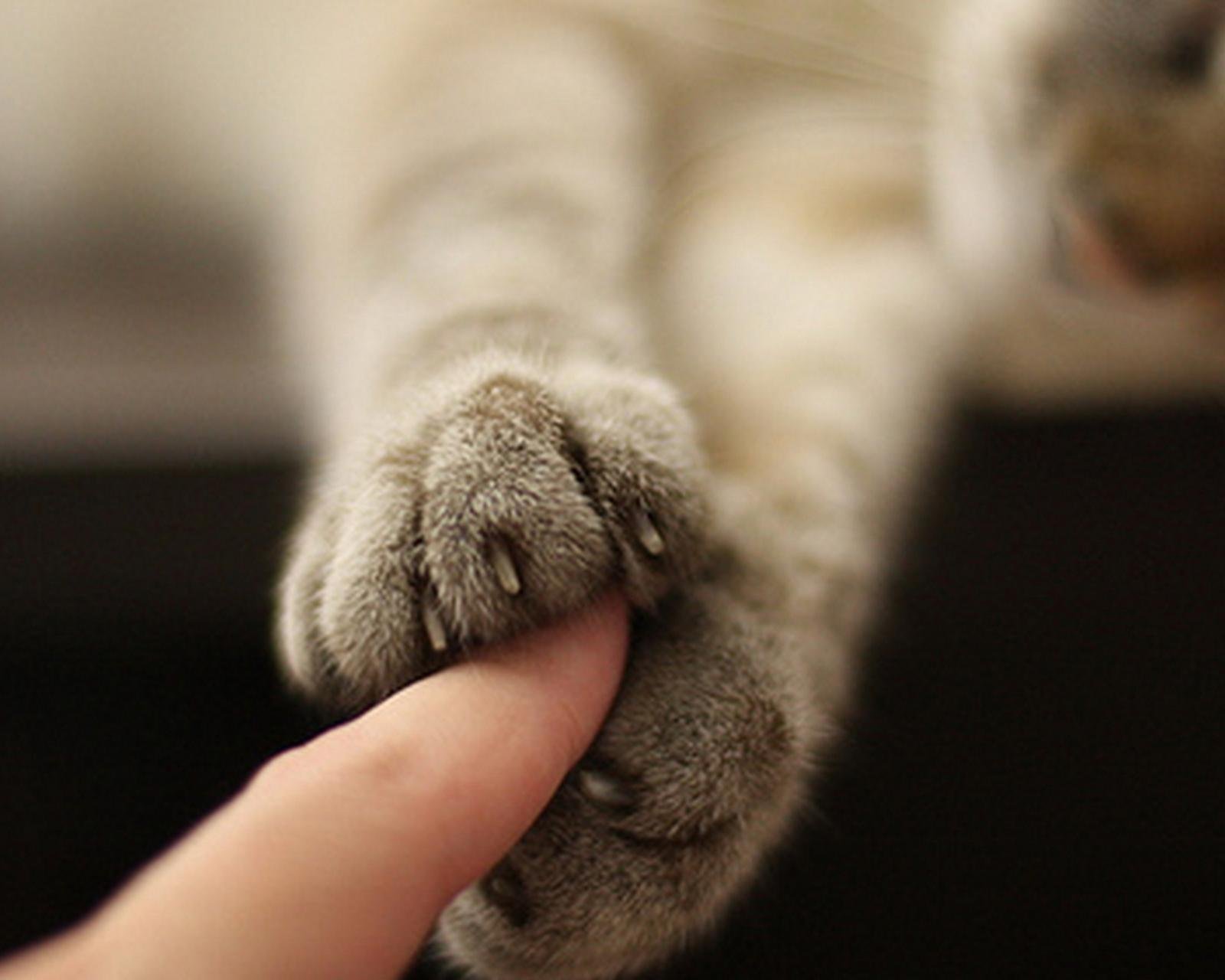 动物  萌宠 喵星人 猫咪 猫爪