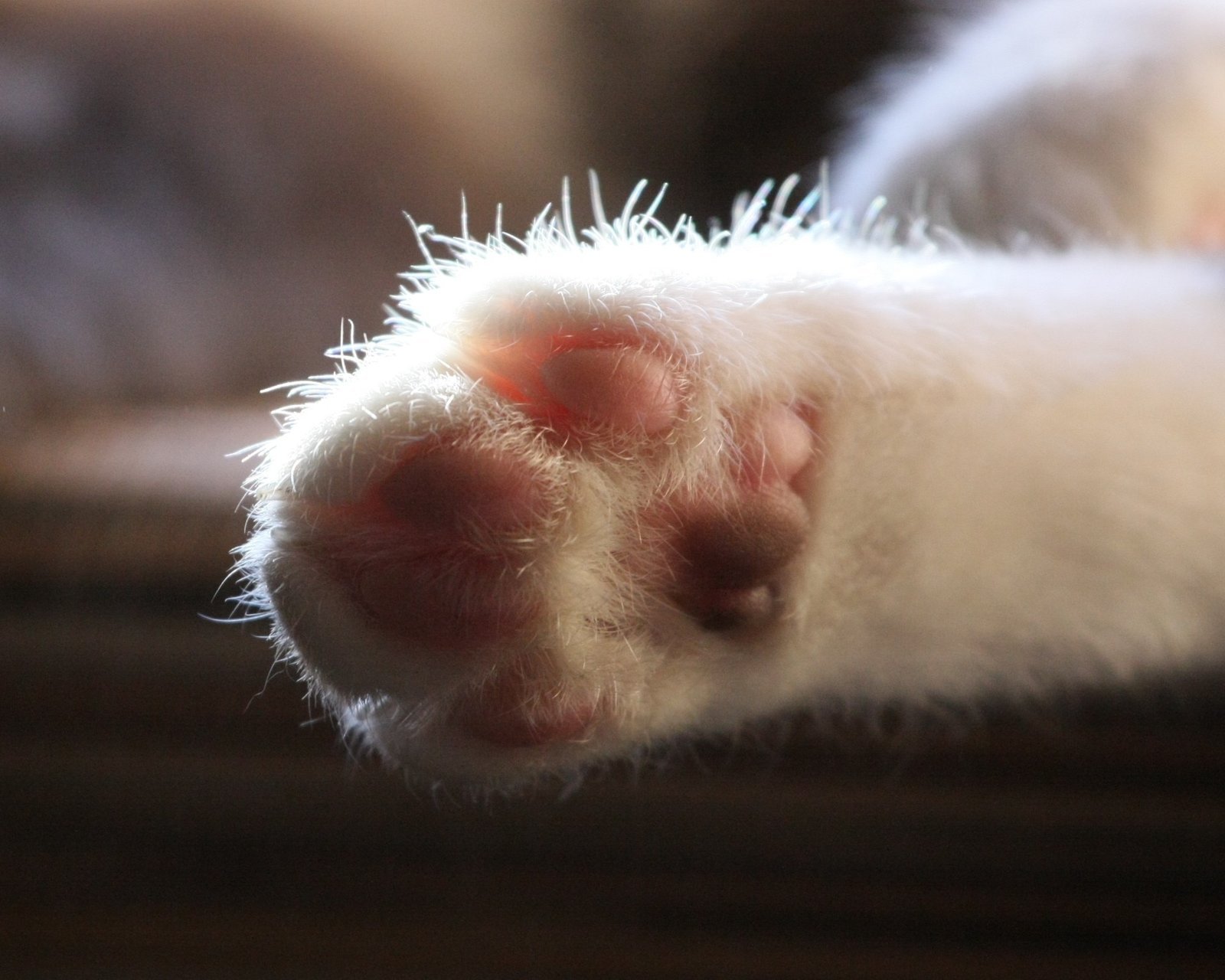 动物  萌宠 喵星人 猫咪 猫爪