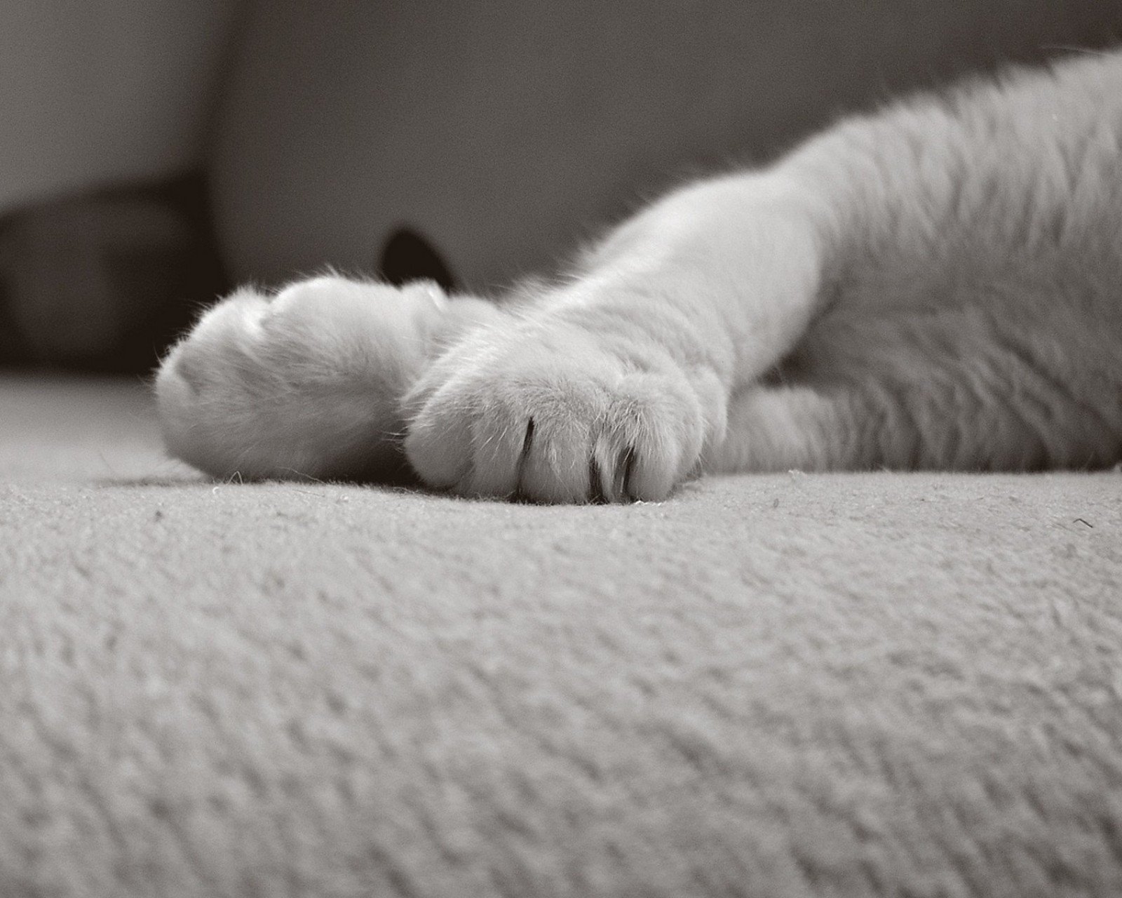 动物  萌宠 喵星人 猫咪 猫爪