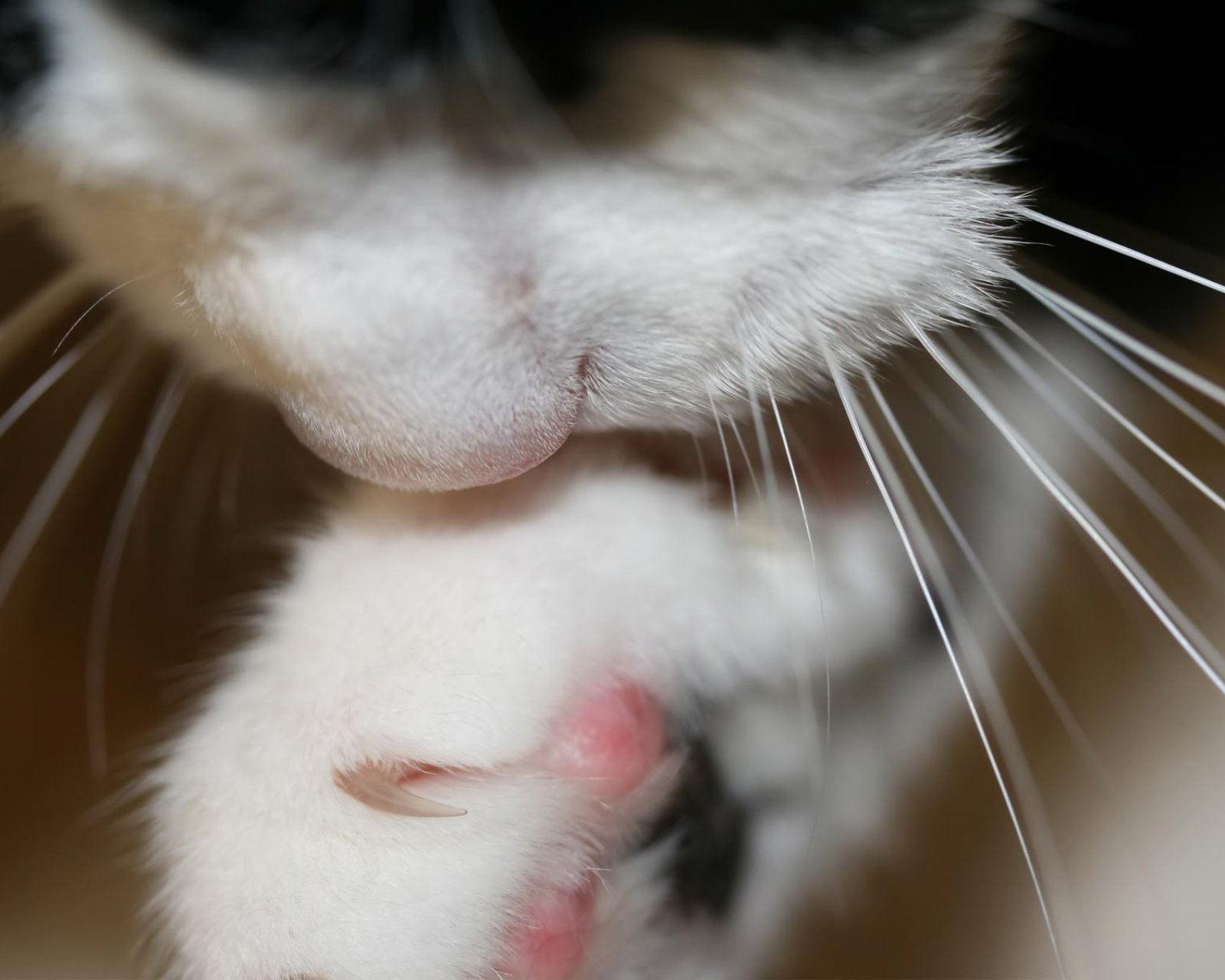 动物  萌宠 喵星人 猫咪 猫爪