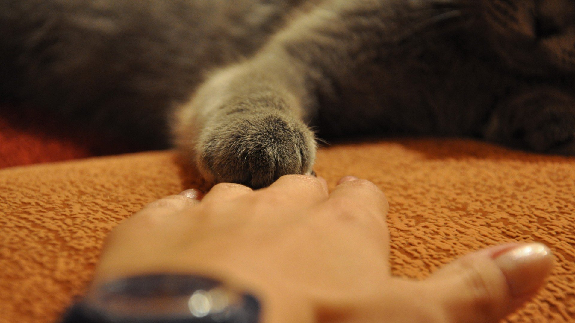 动物  萌宠 喵星人 猫咪 猫爪