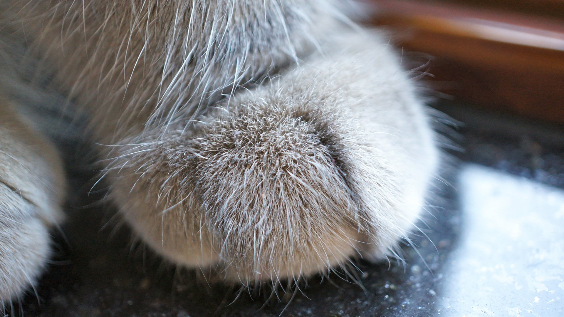 动物  萌宠 喵星人 猫咪 猫爪