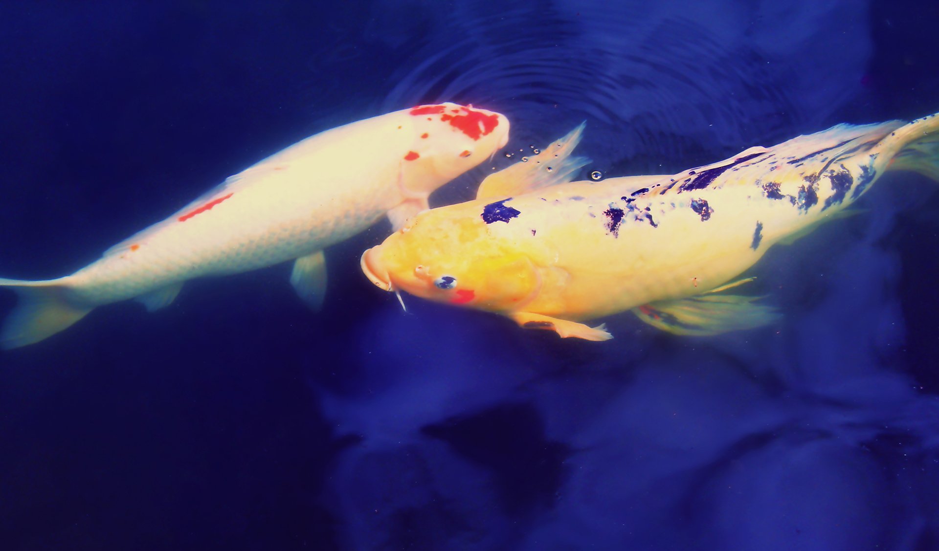 动物 野生动物 锦鲤 鱼