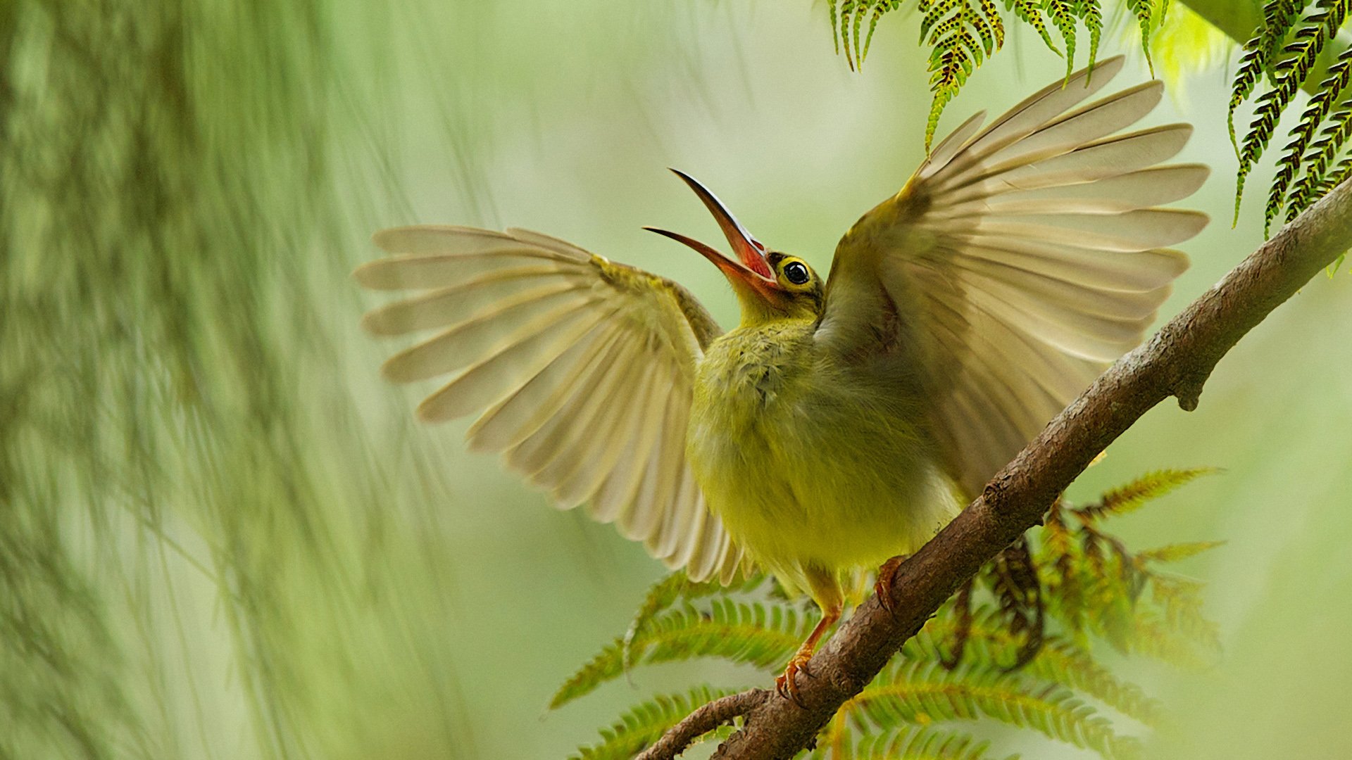 动物 野生动物 鸟儿