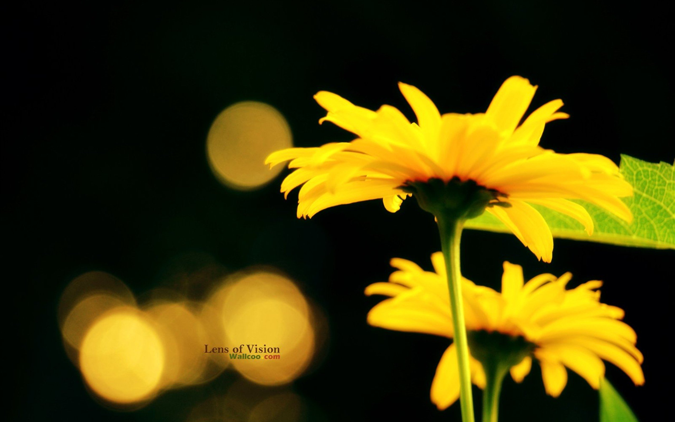 小清新 唯美 花