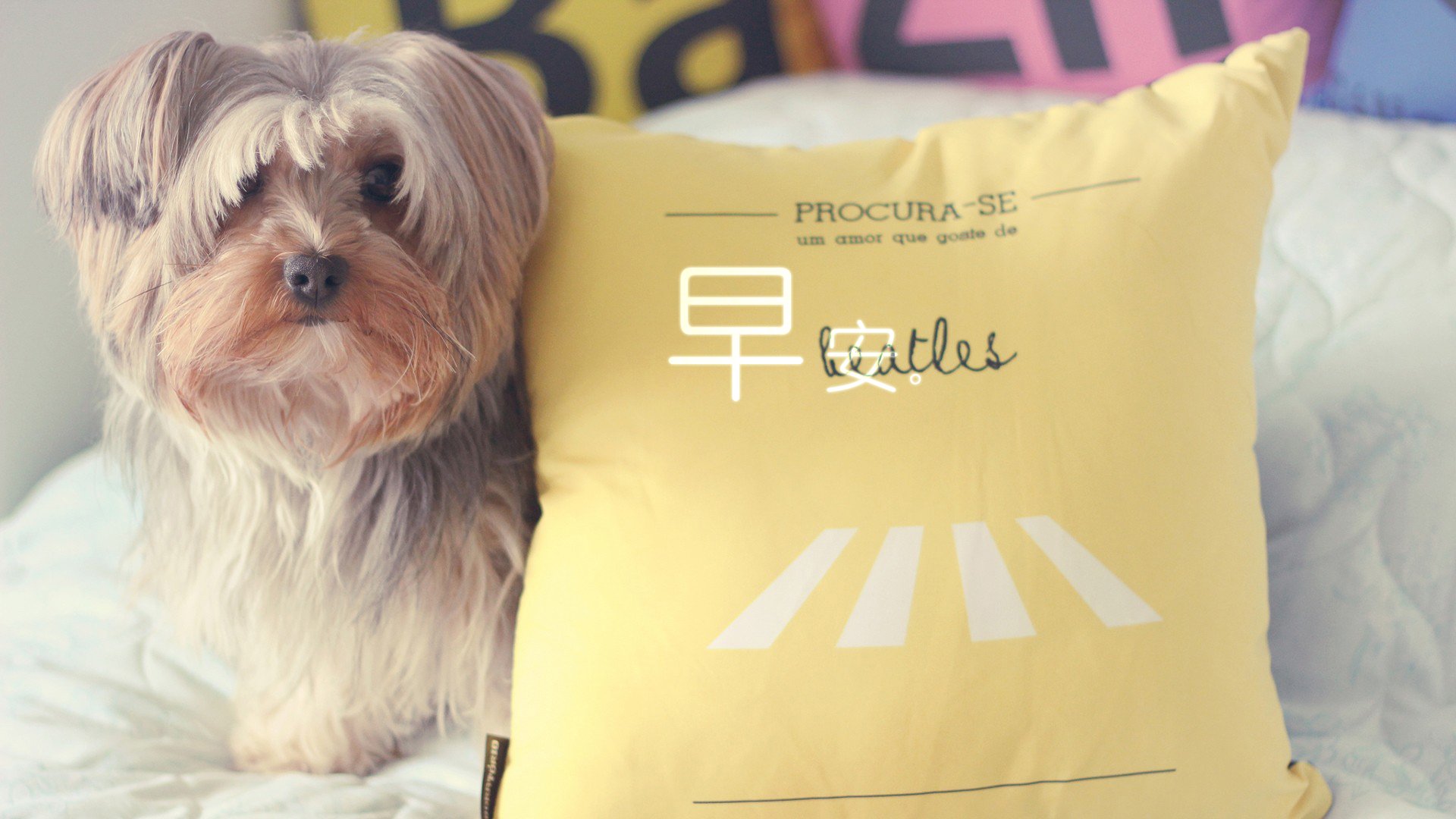 小清新 唯美 早安 温暖 温馨 幸福 狗狗 汪星人