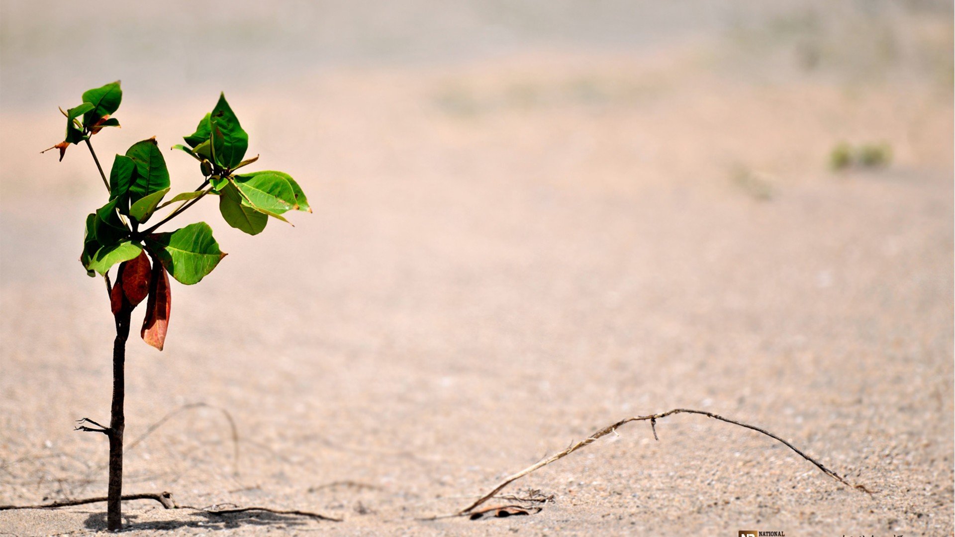 小清新 唯美 干枯 生命 坚强 顽强