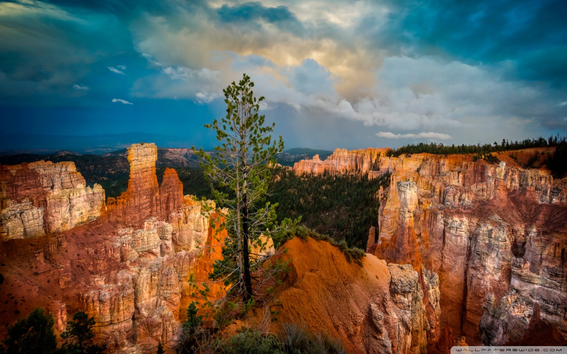 小清新 唯美 干枯 生命 坚强 顽强