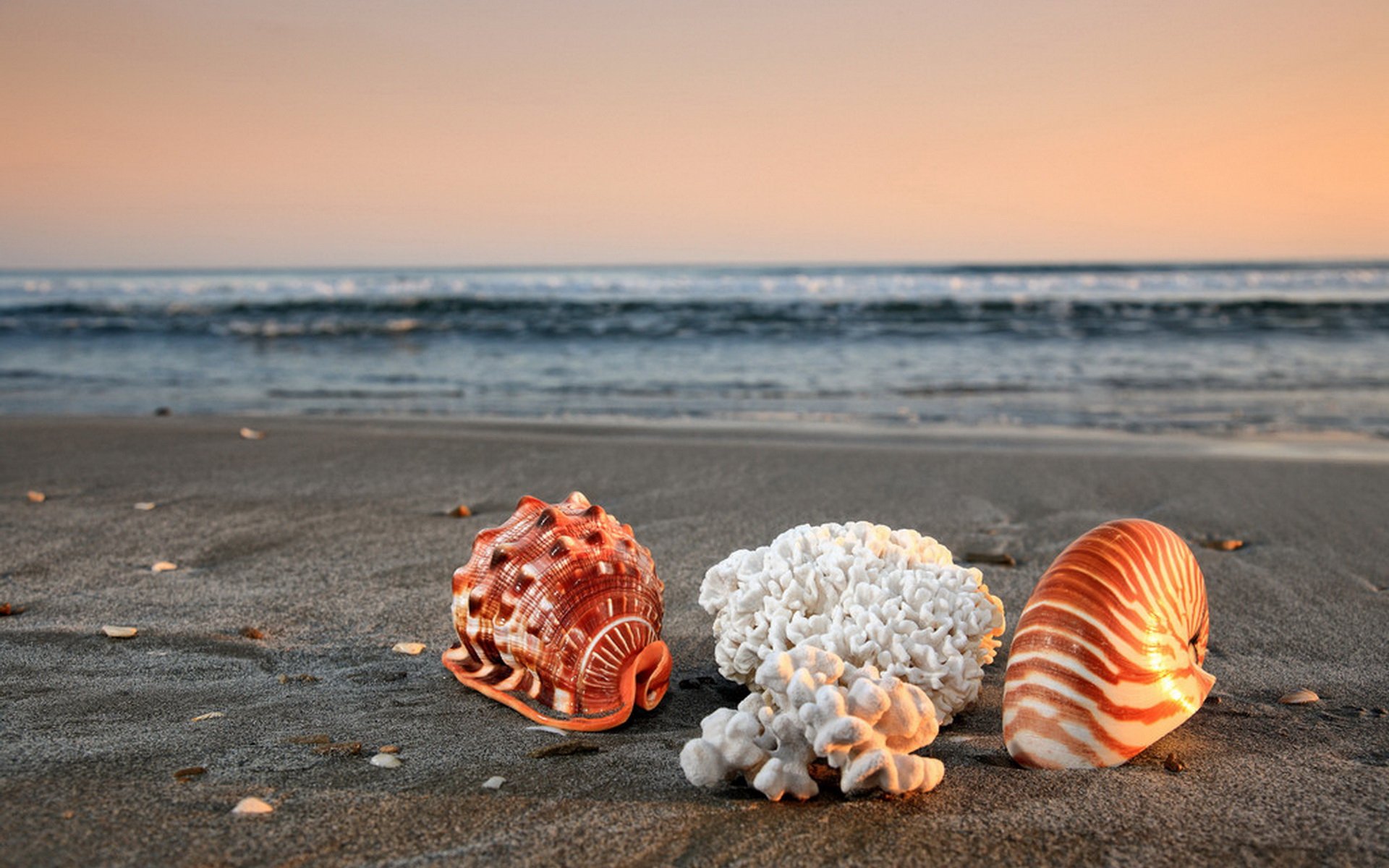 小清新 唯美 静物写真 物语 大海 海边 海螺 沙滩 贝壳