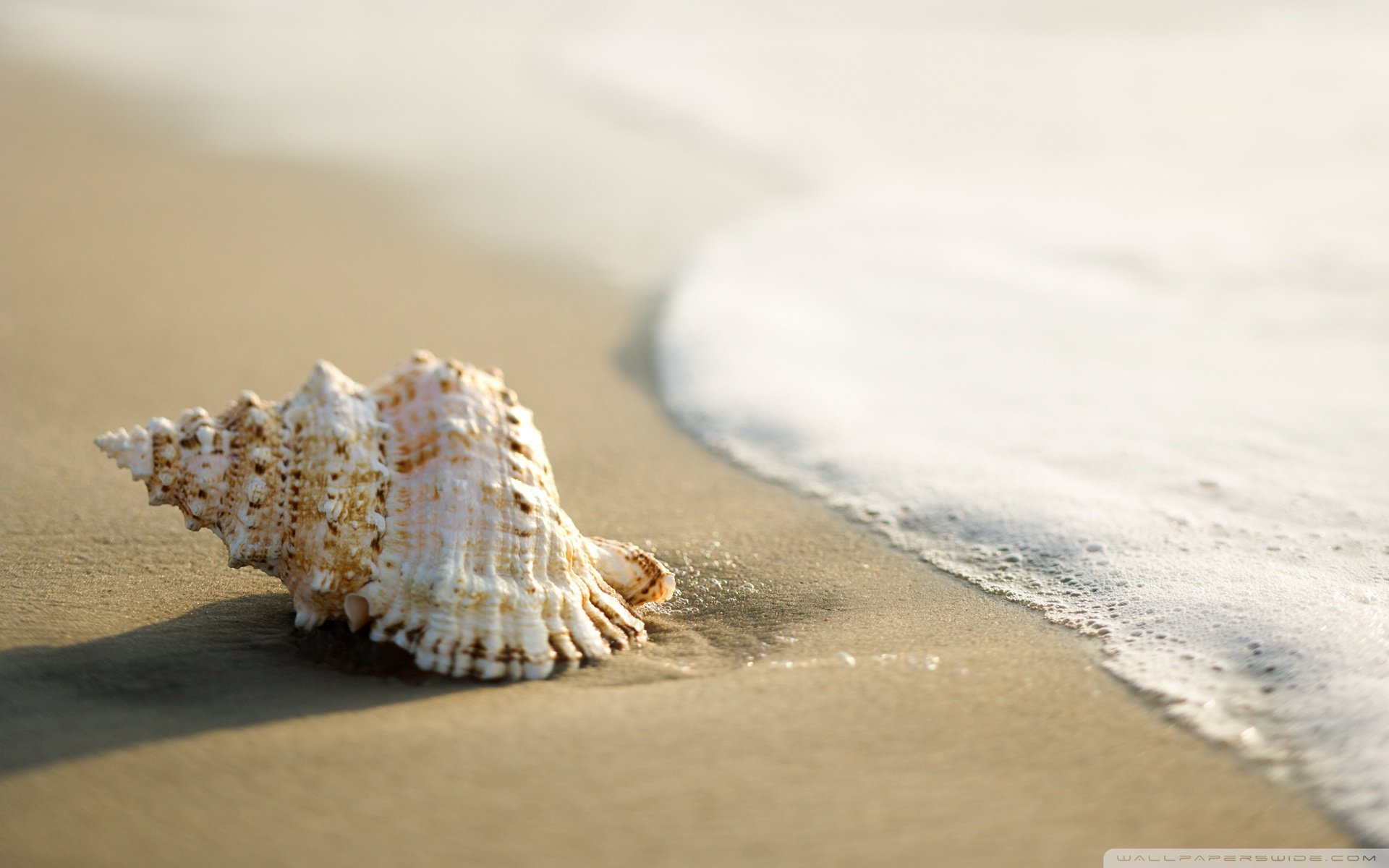 小清新 唯美 静物写真 物语 大海 海边 海螺 沙滩 贝壳