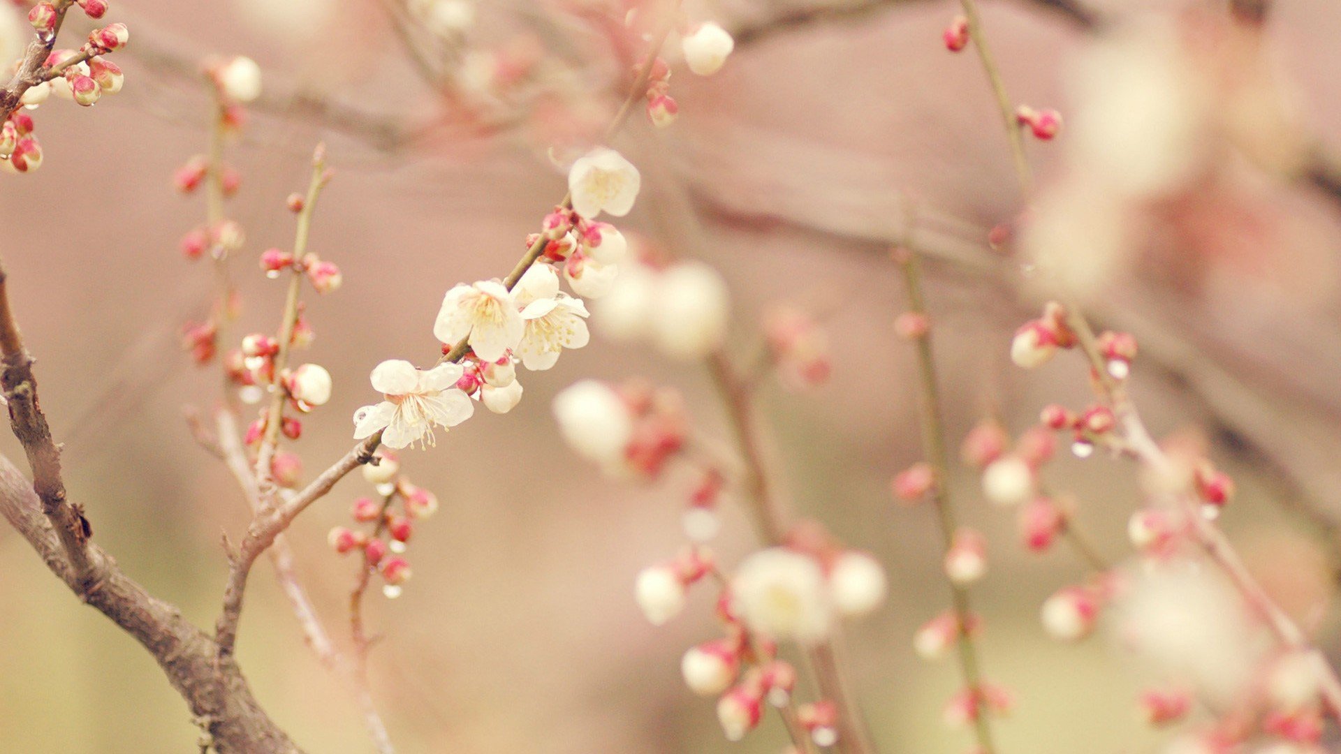 风景 自然风光 花朵 唯美 意境